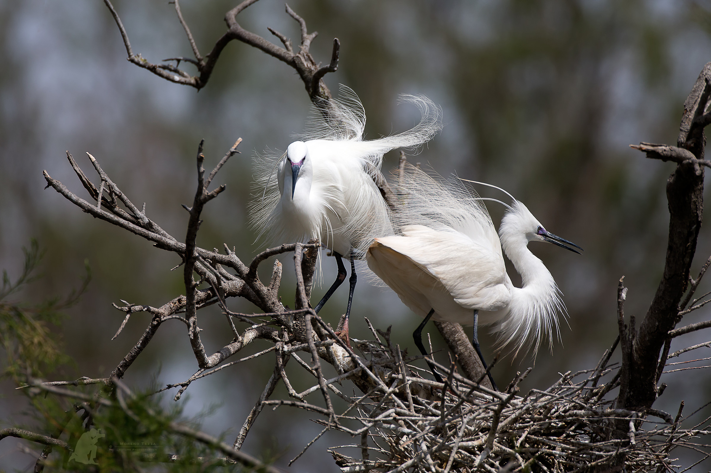Egrets in the wind