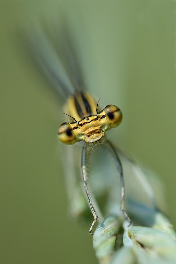 Libellula