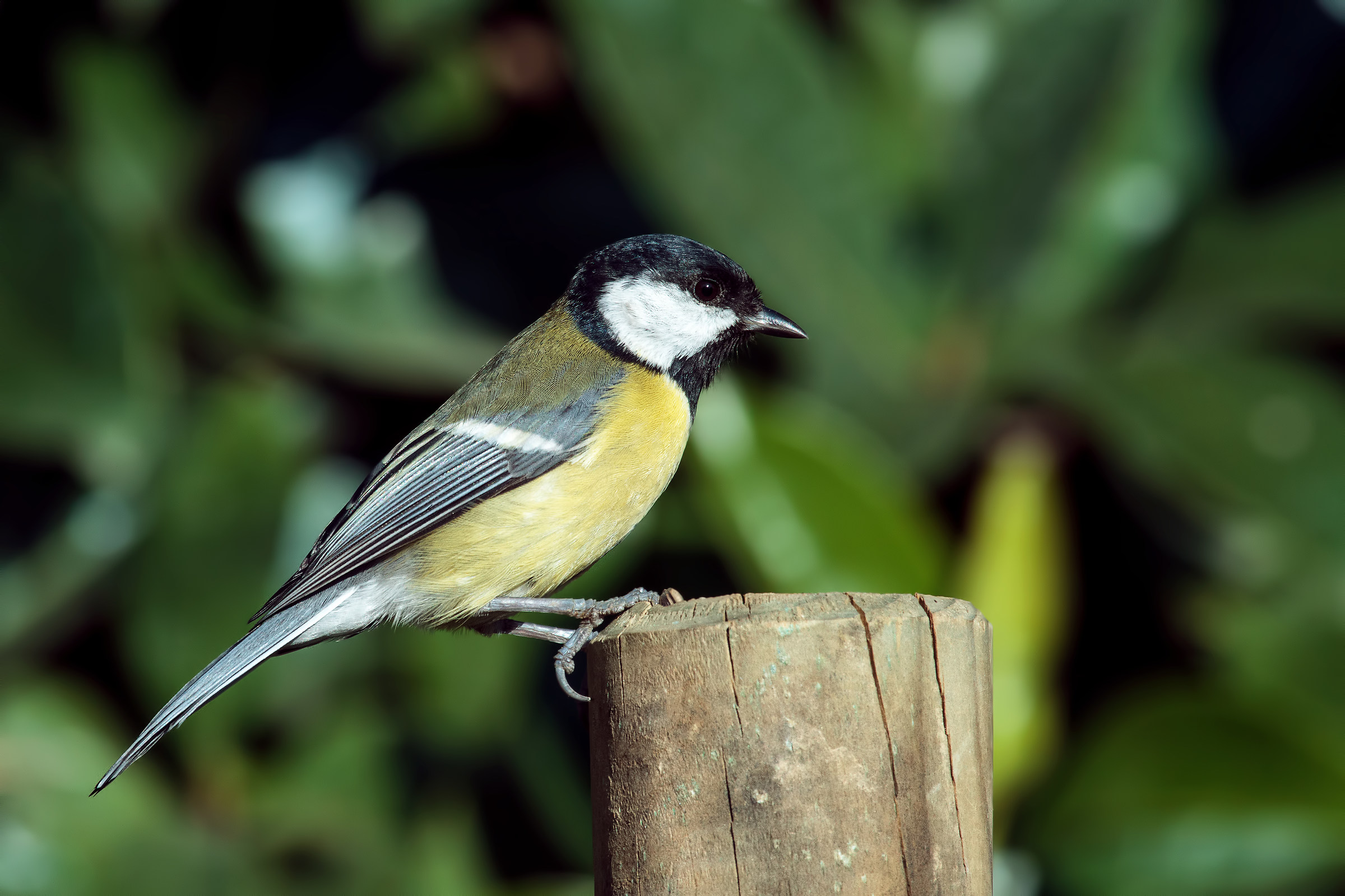 titmouse
