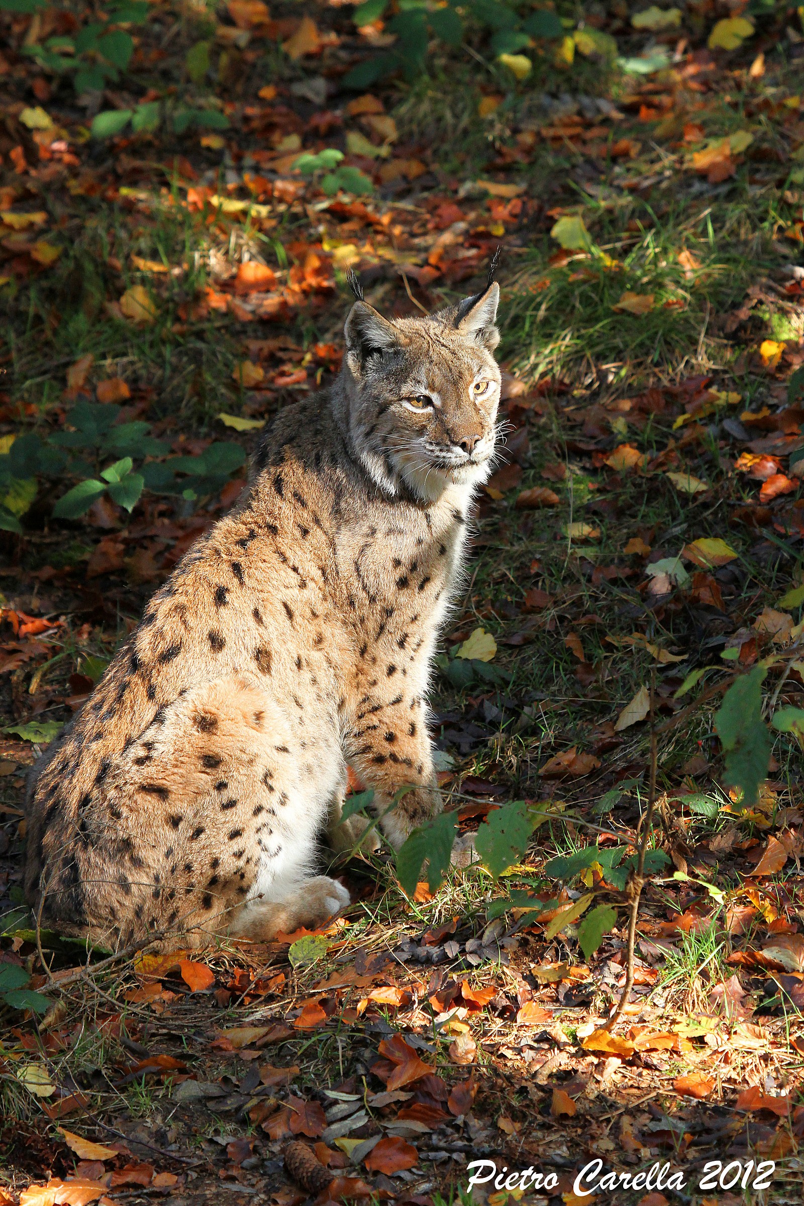 Lynx autumn
