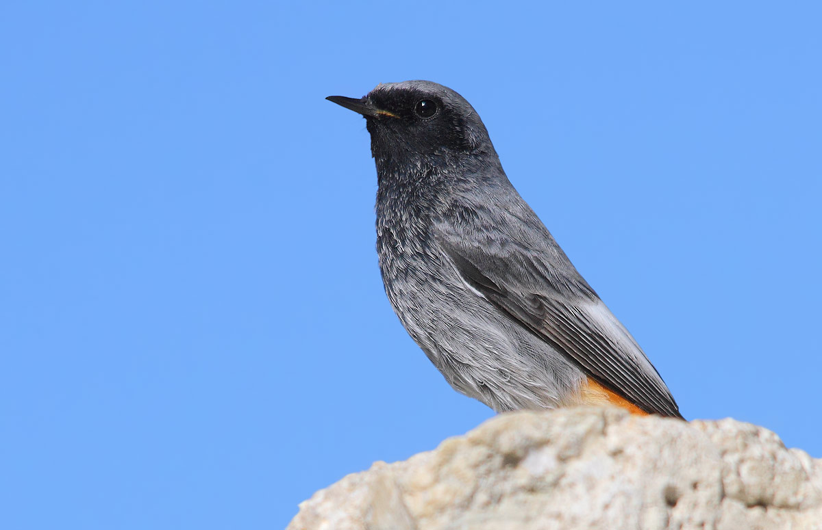 Black Redstart