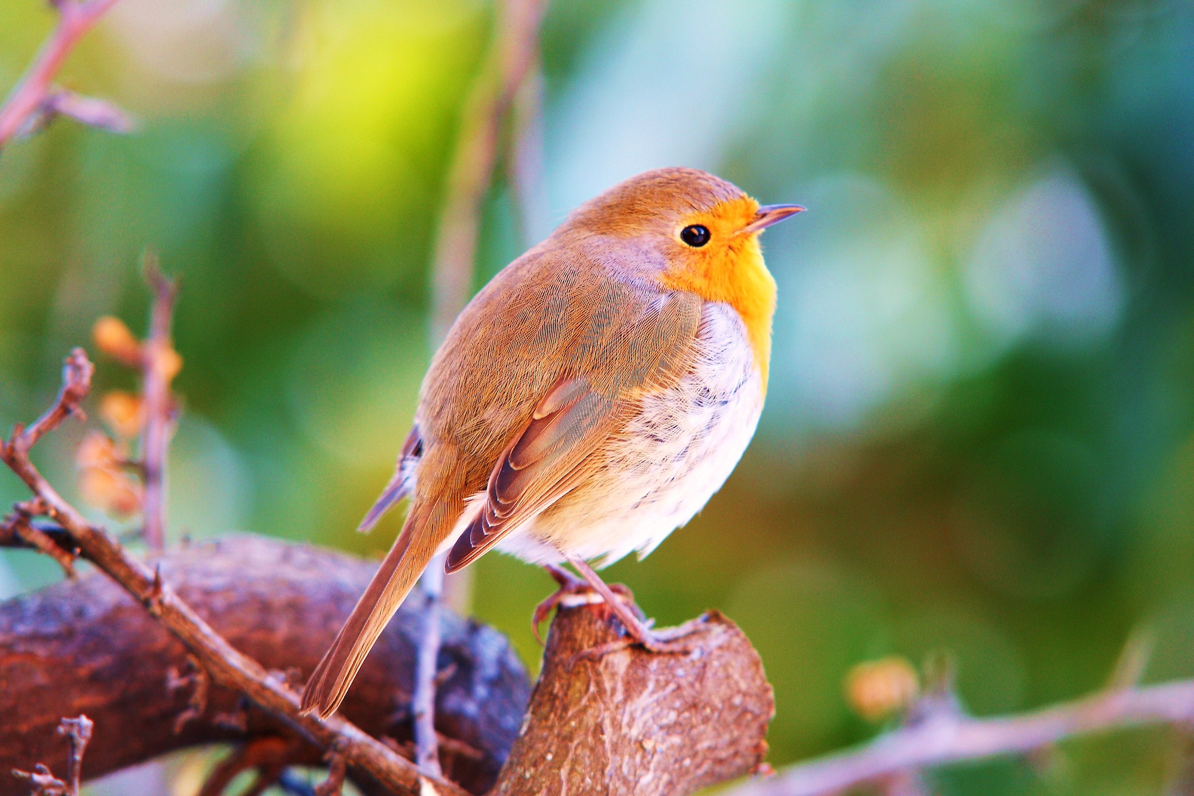 Eccomi! Sono tornato!