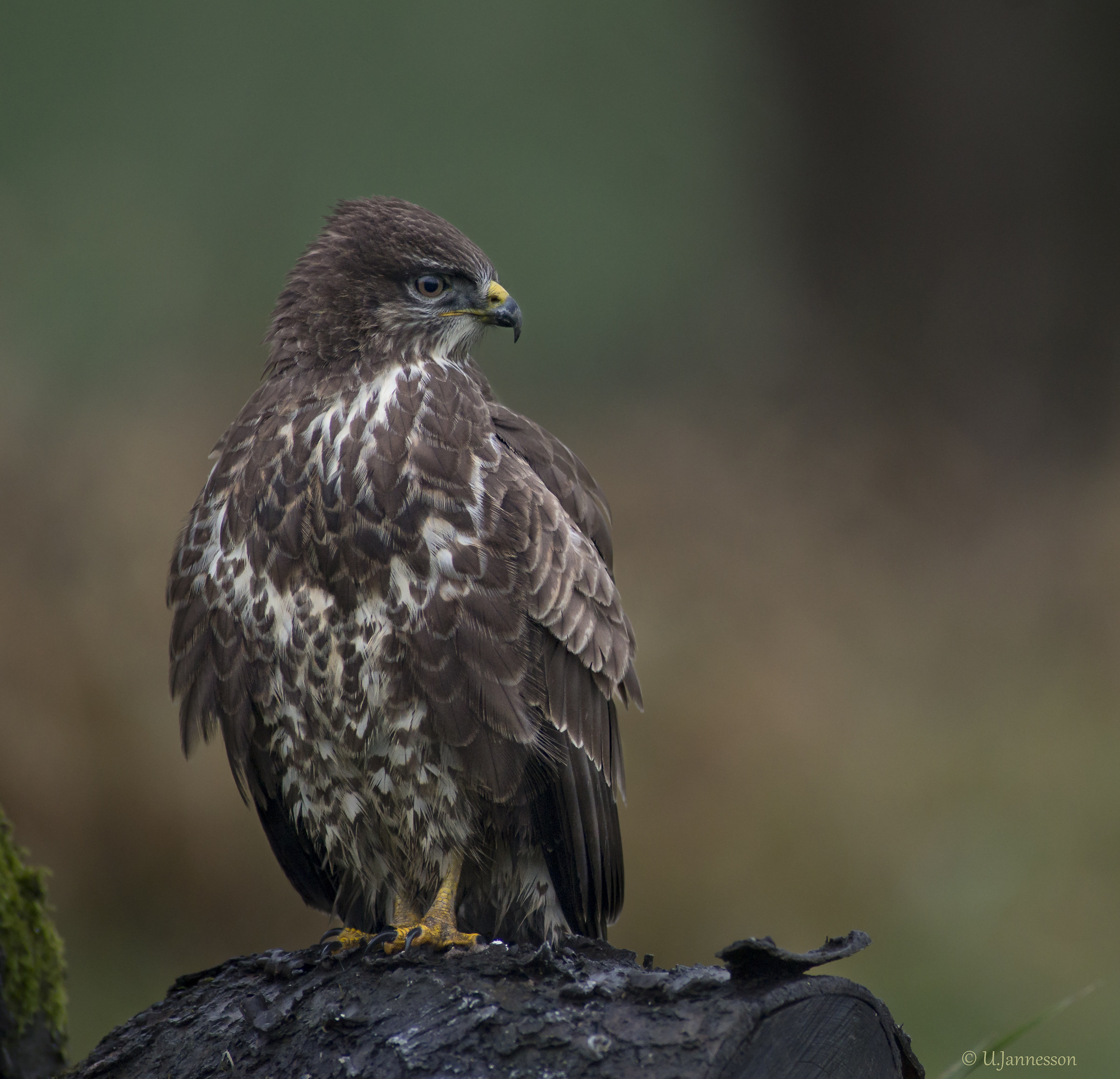 Poiana comune - Certo che sono bella