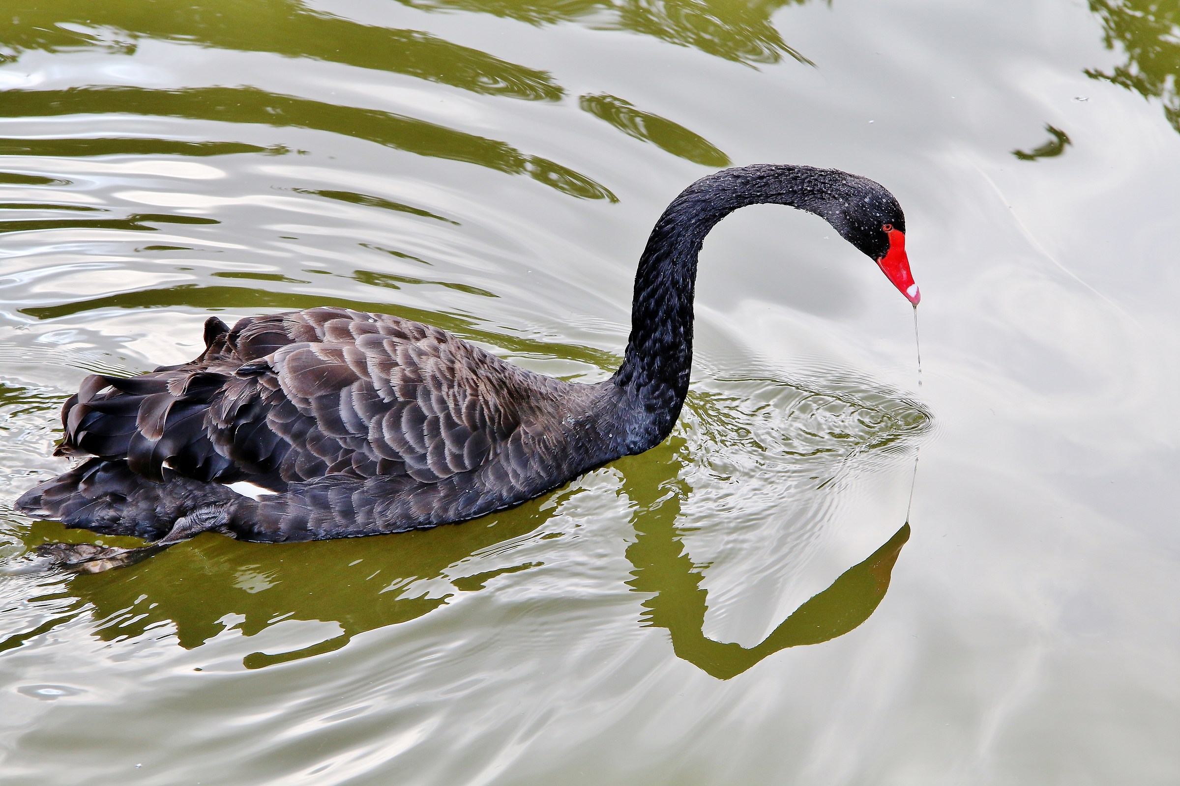 Elegance of the black swan
