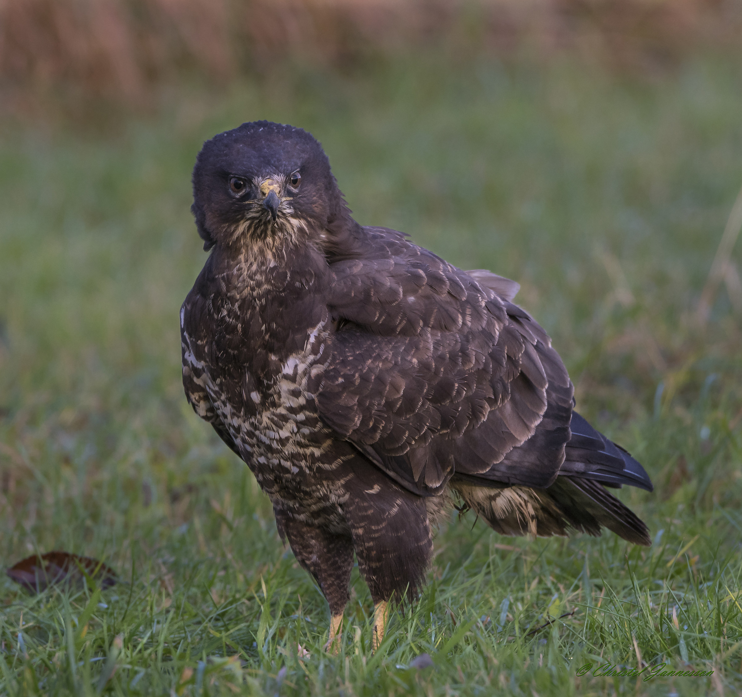 Poiana - un po 'irritata da Magpies