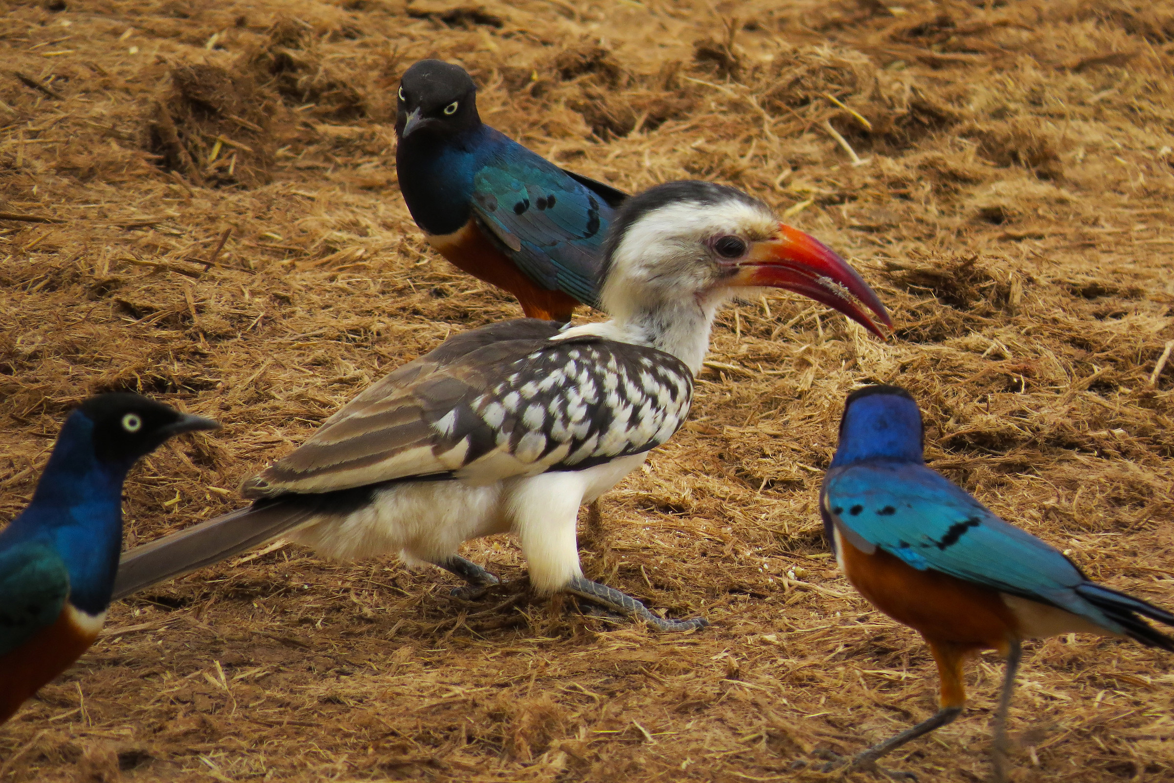 Red-billed hornbill among superb Starlings