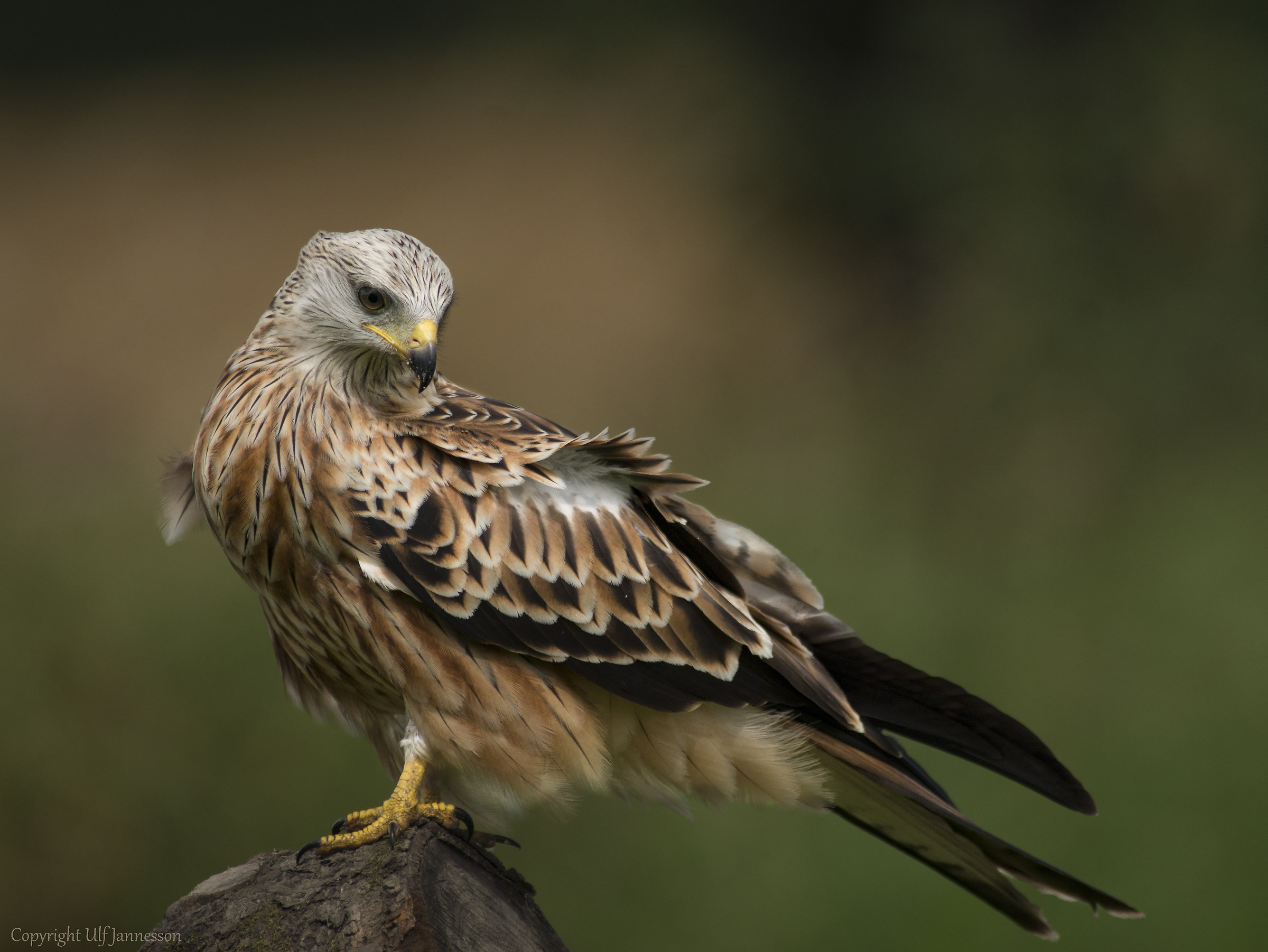 Red Kite - Nel suo bel piumaggio