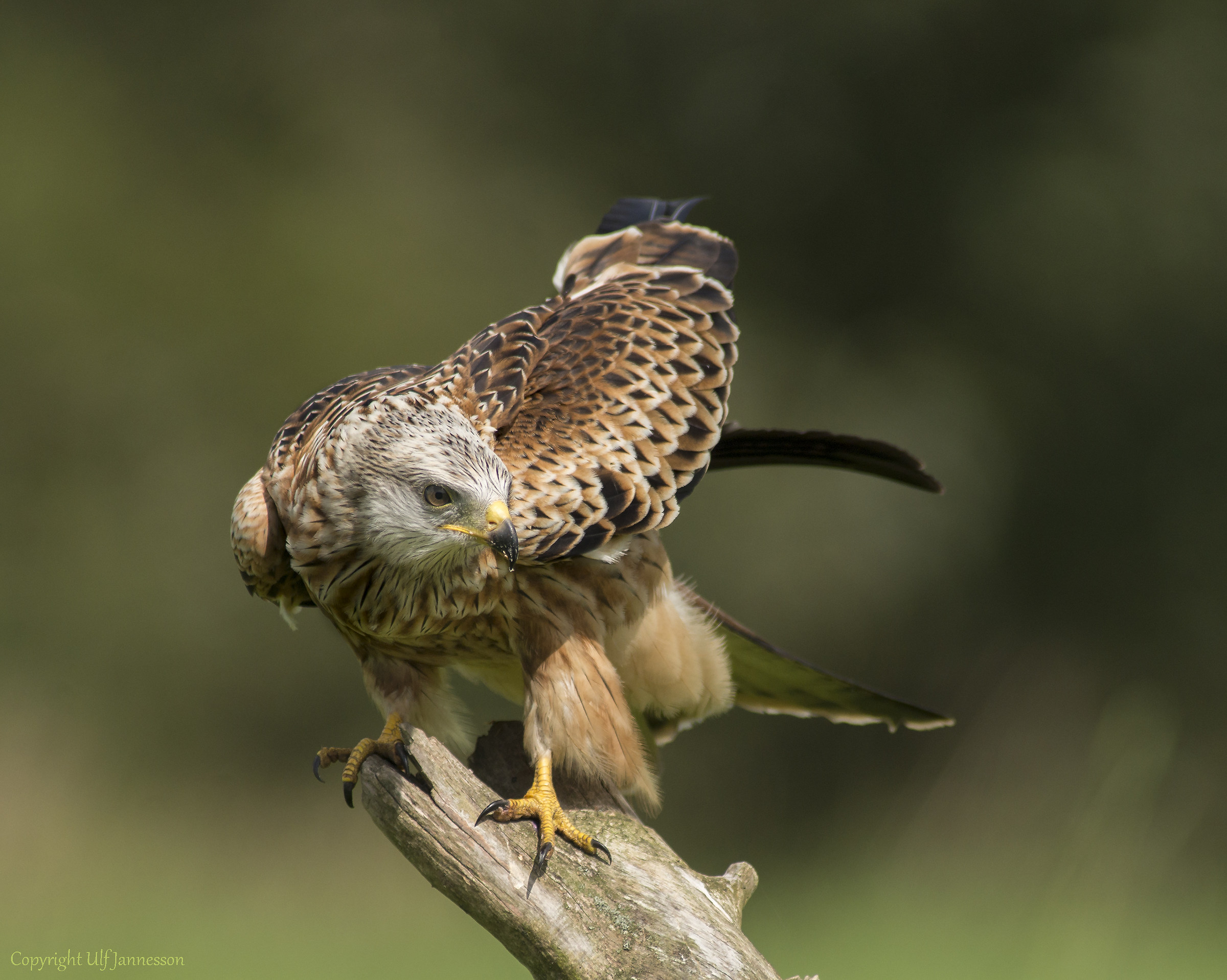 Red Kite - Who there