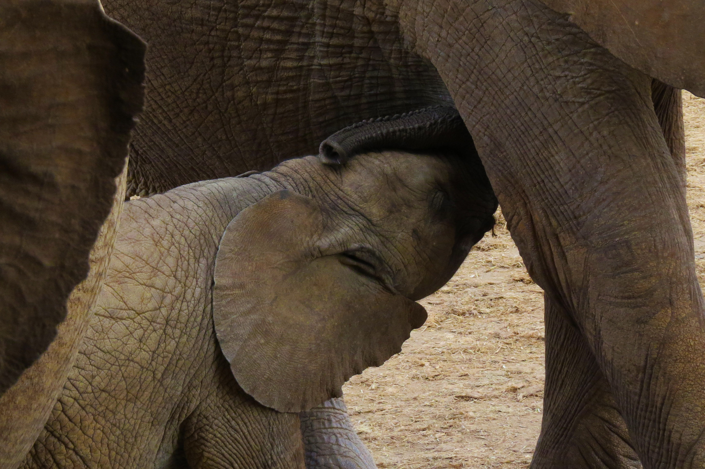 the little giant's snack