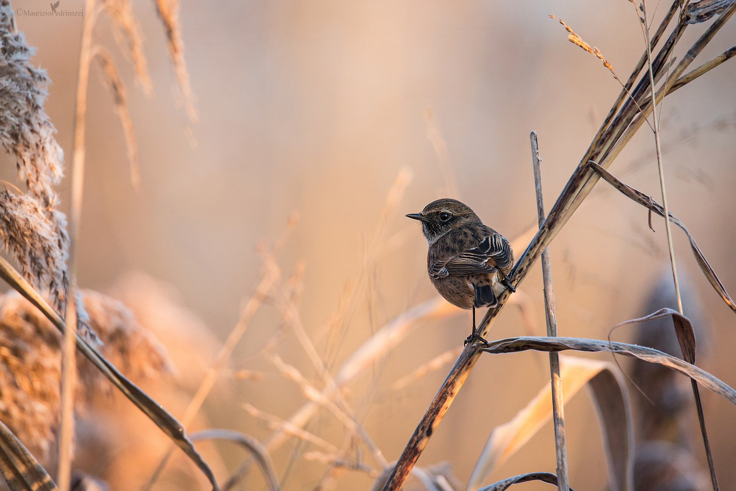 Saltimpalo.Saxicola rubetra
