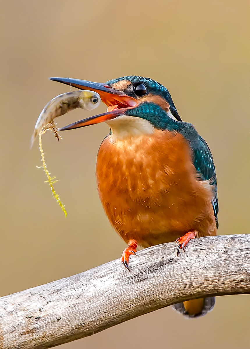 Martin Pescatore (femmina)
