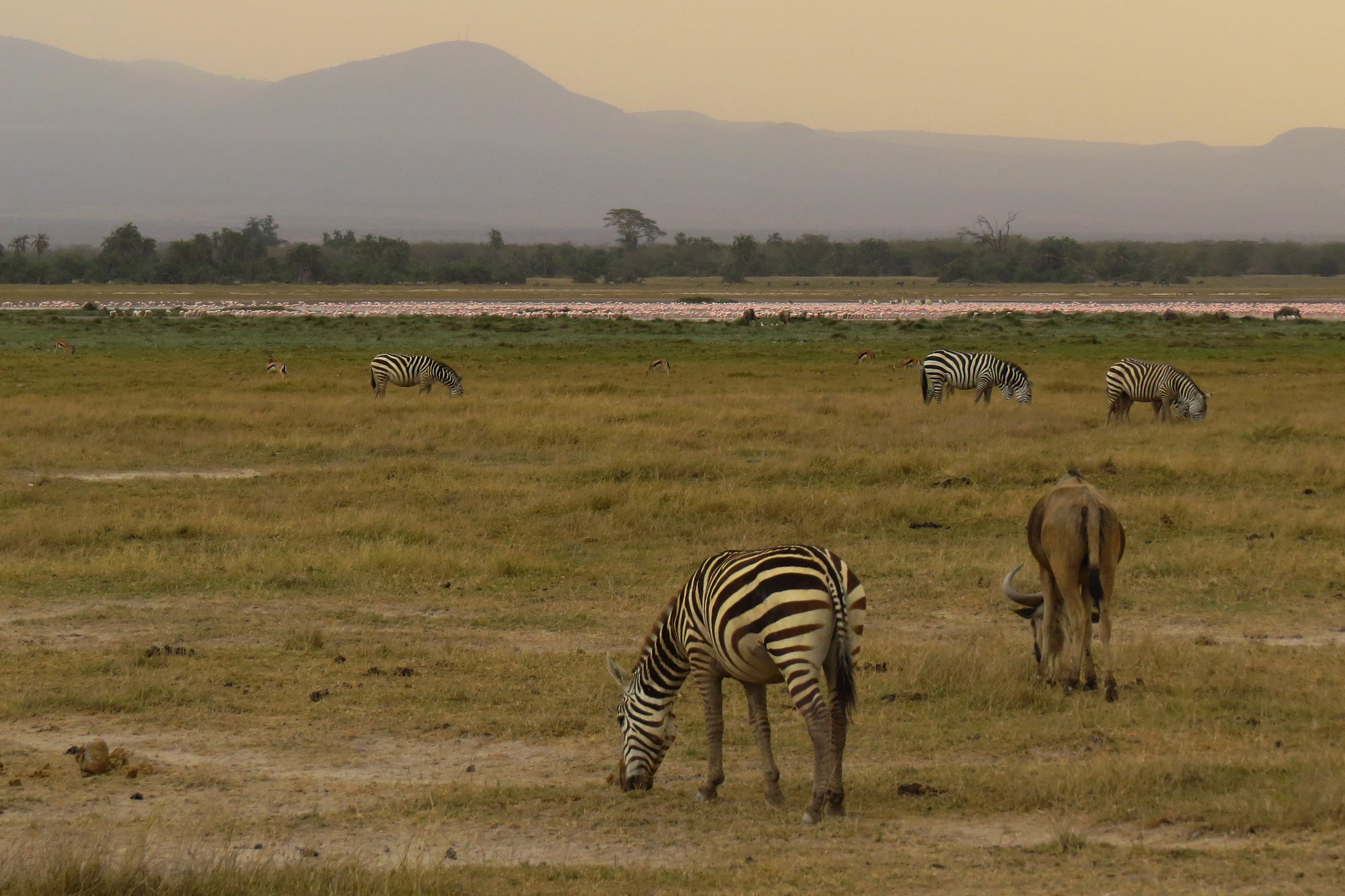 Amboseli