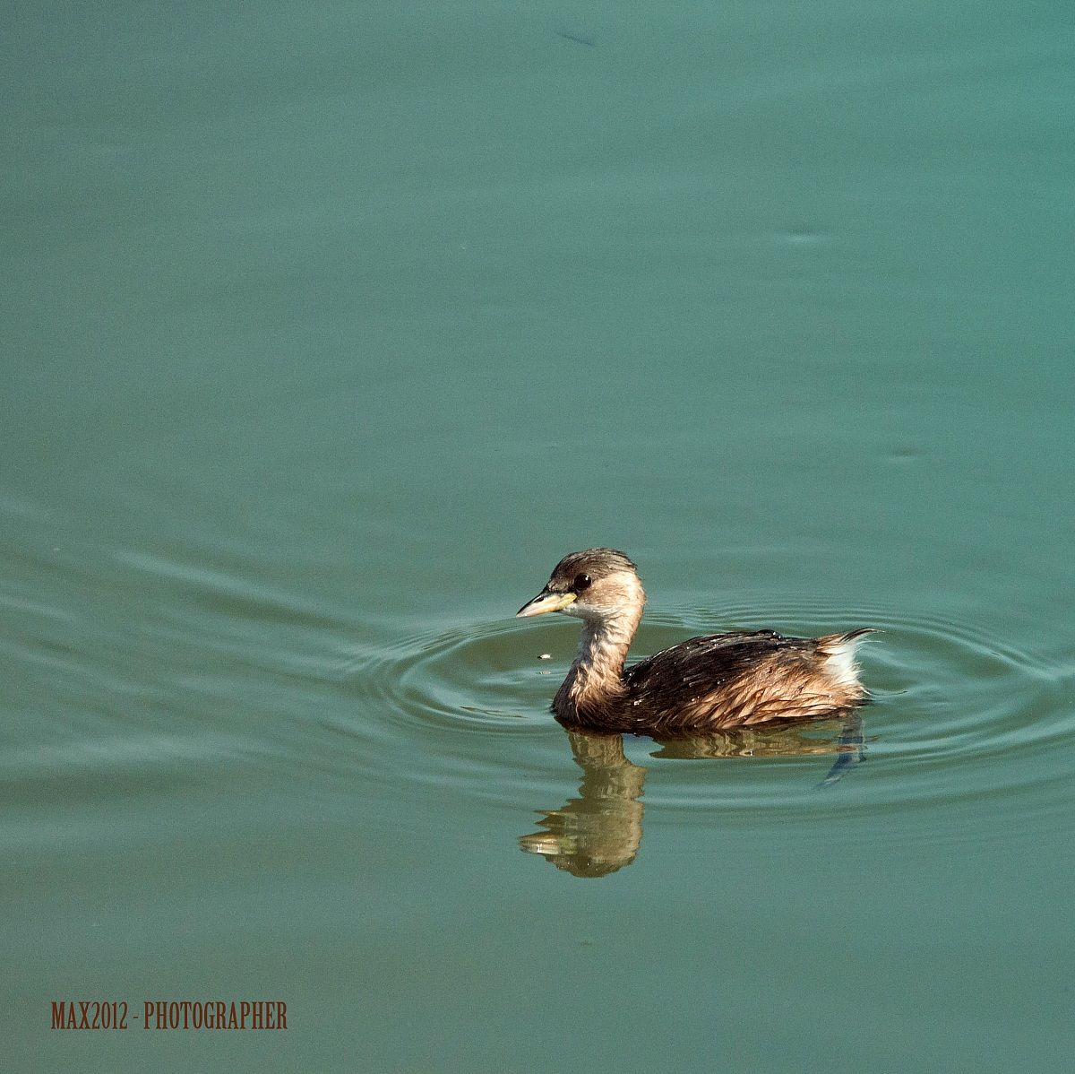 Birdwatching in Italia - Oasi WWF palude La Vela - Tara