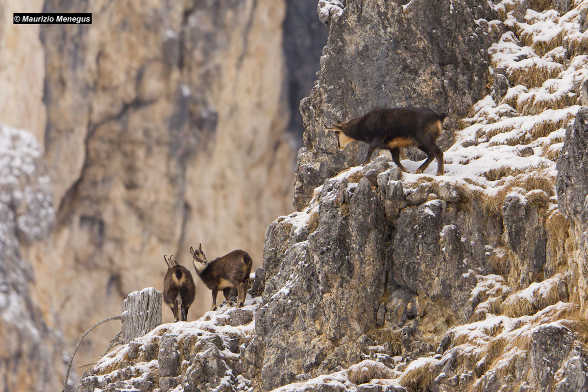 The male controls the female with the baby