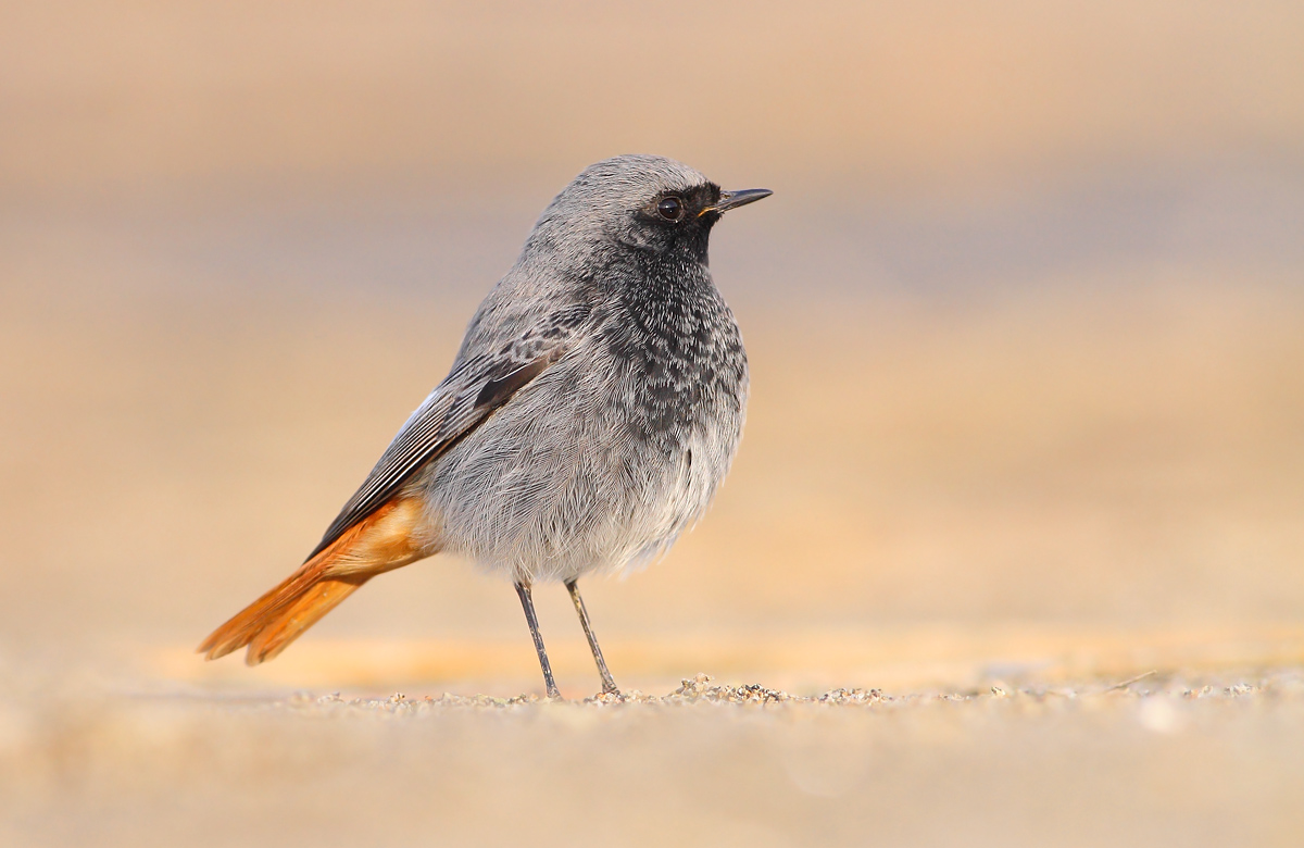 Redstart chimney sweep