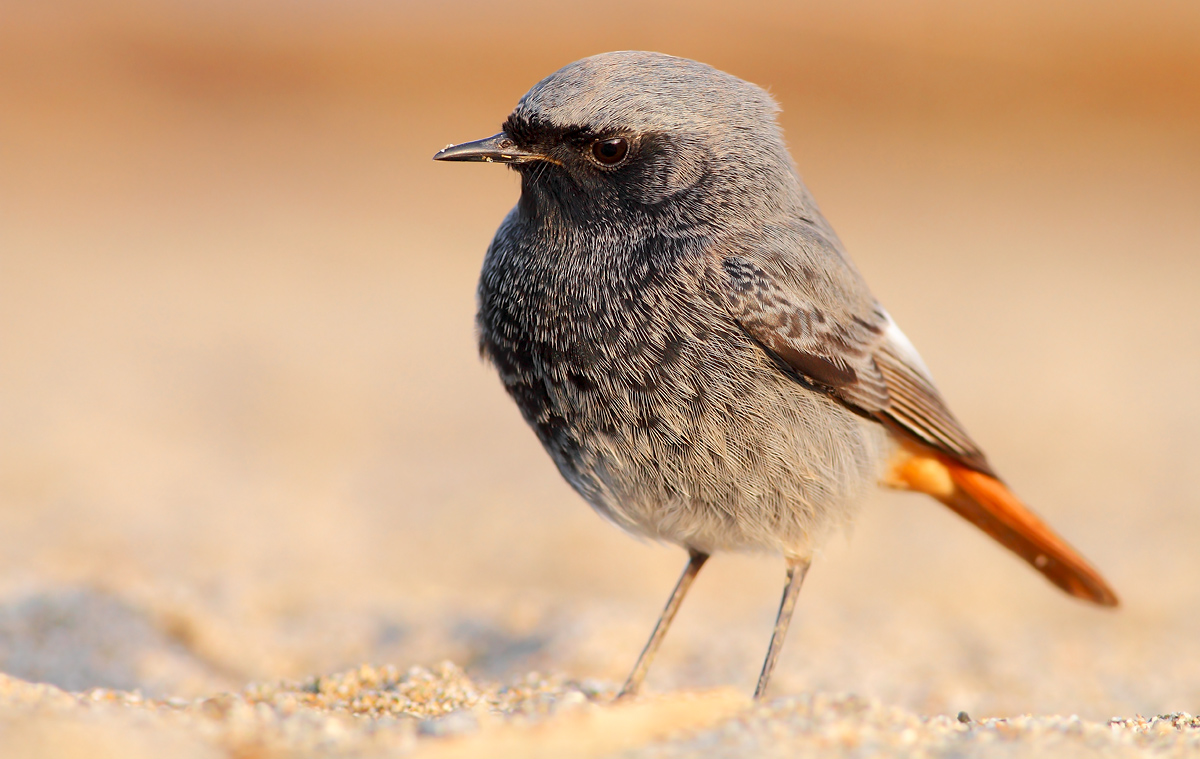 Redstart chimney sweep