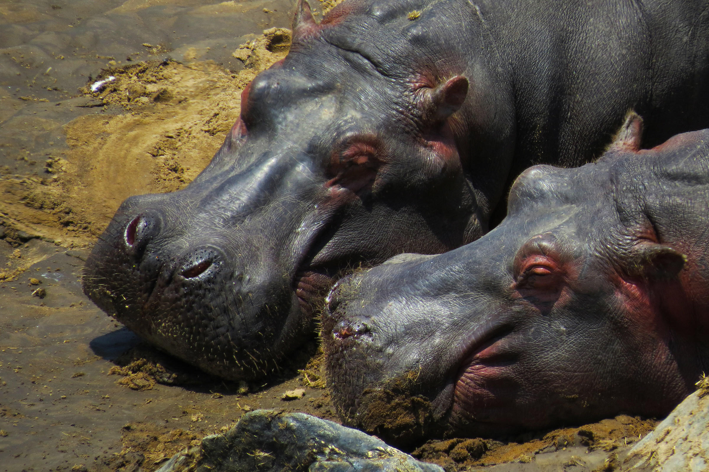 Hippos on the Mara