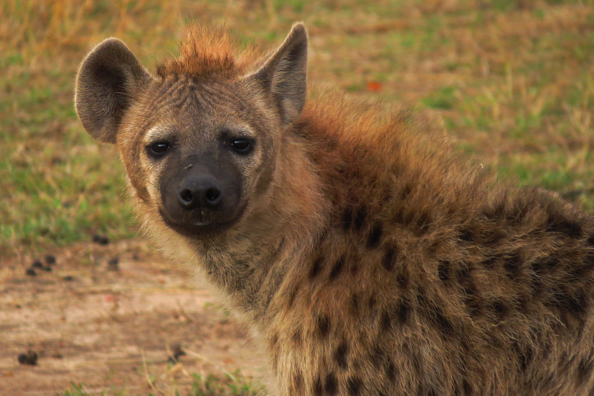Hyena