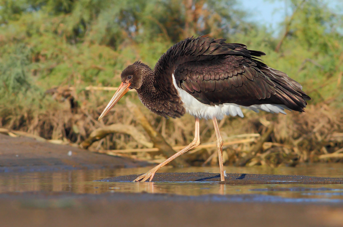 Black stork