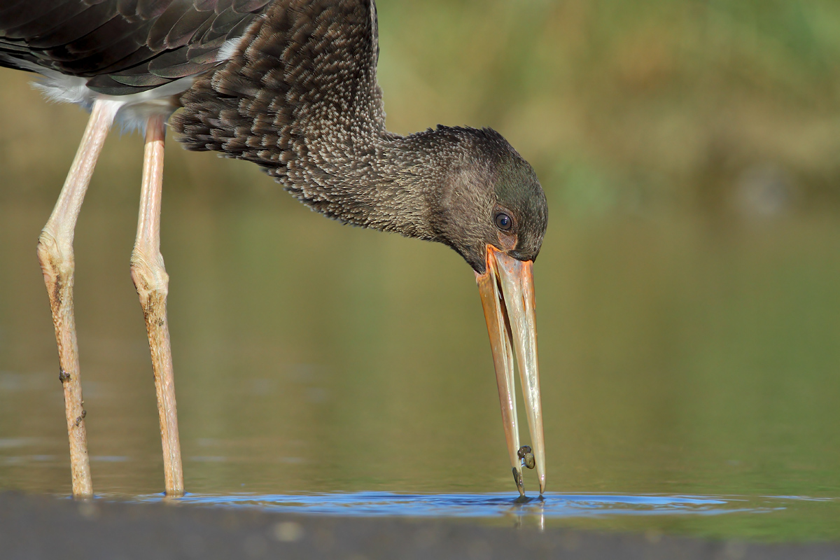 Black stork