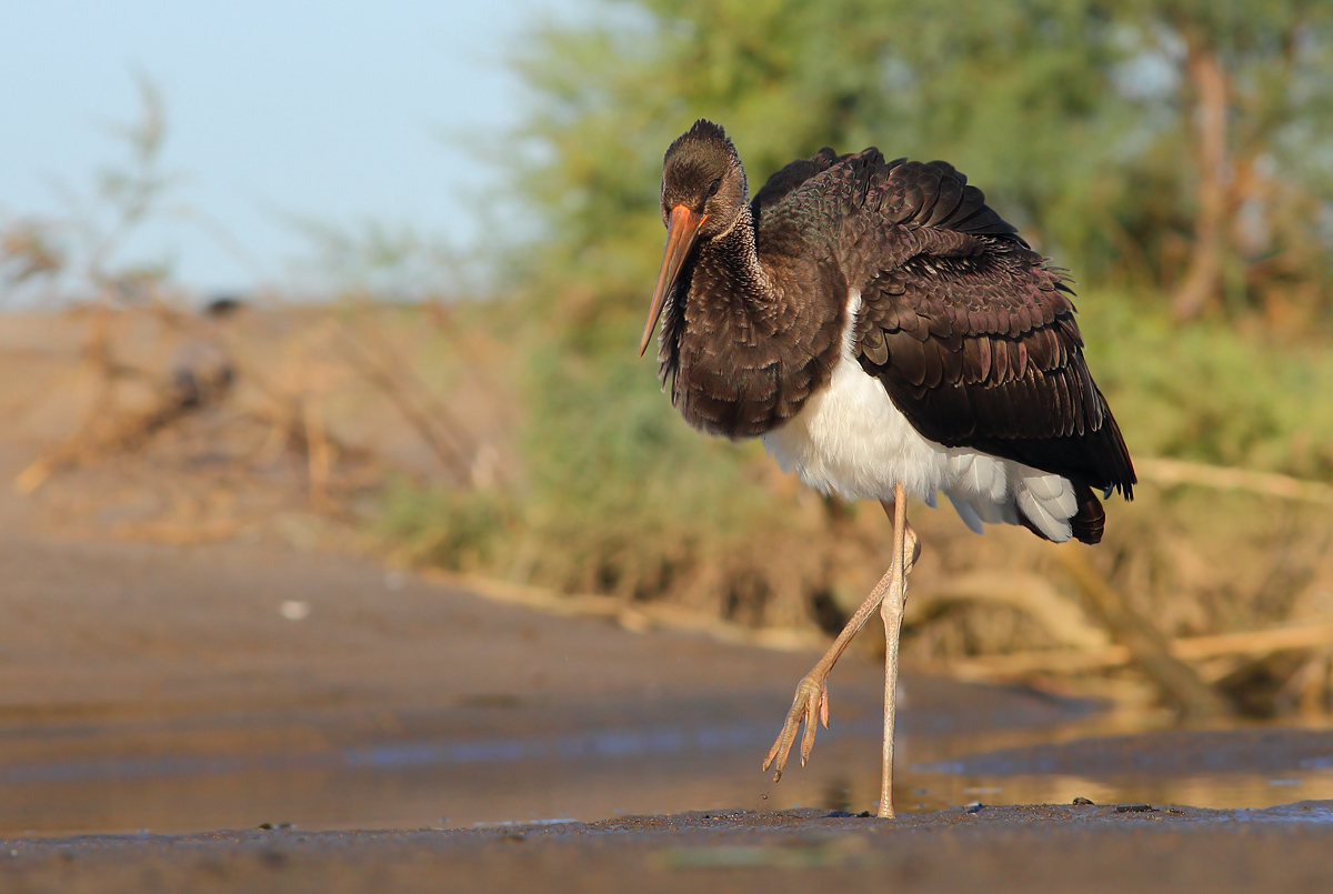 Black stork