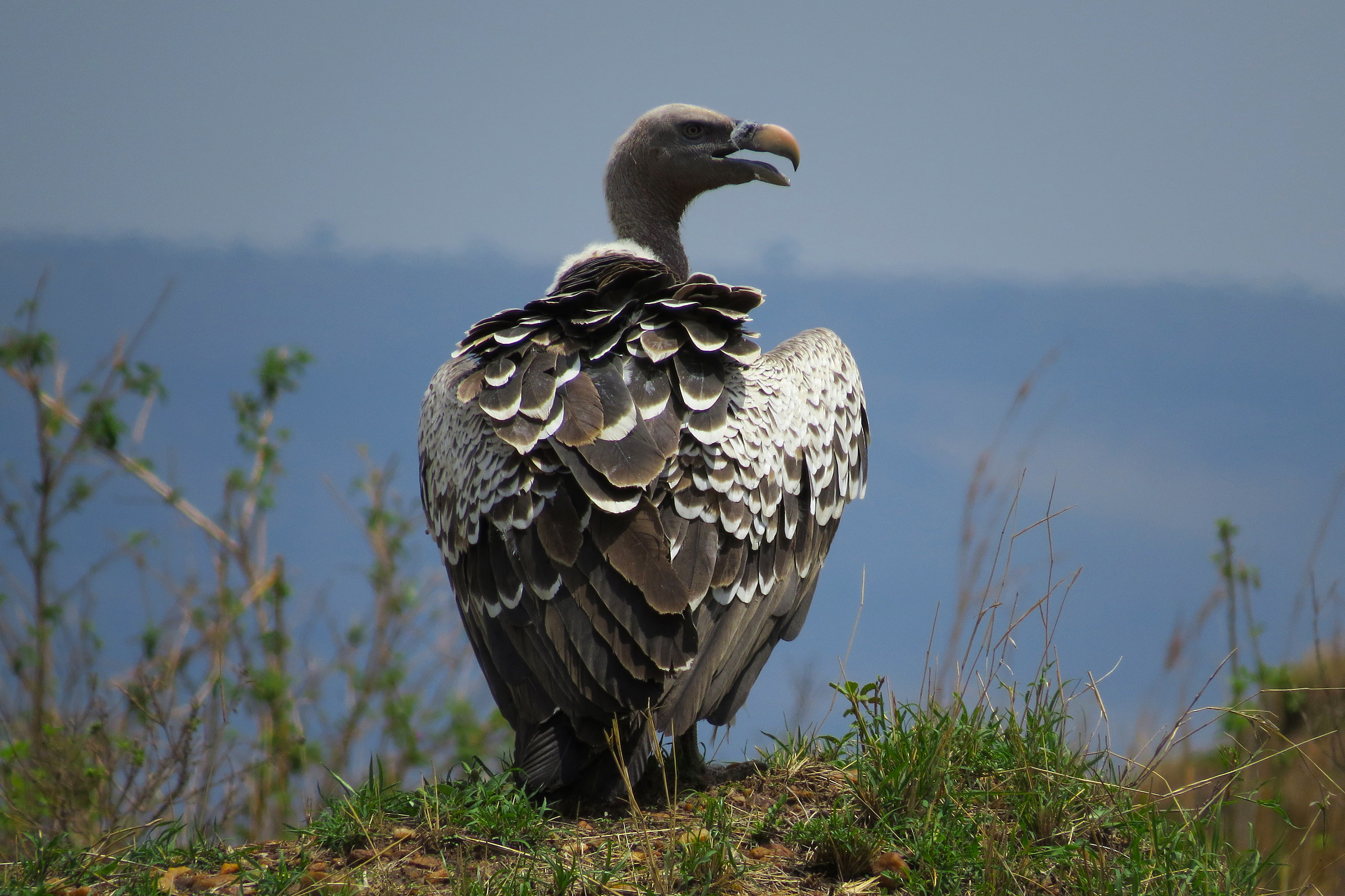 Rueppell vulture