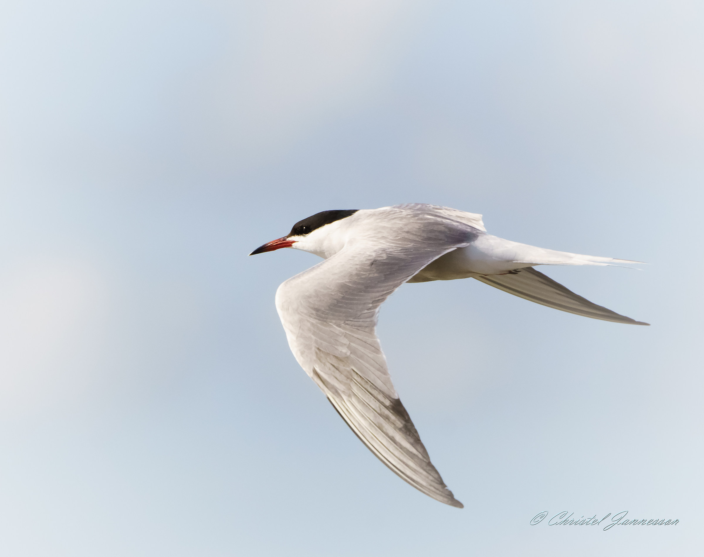 Sterna comune - passa di