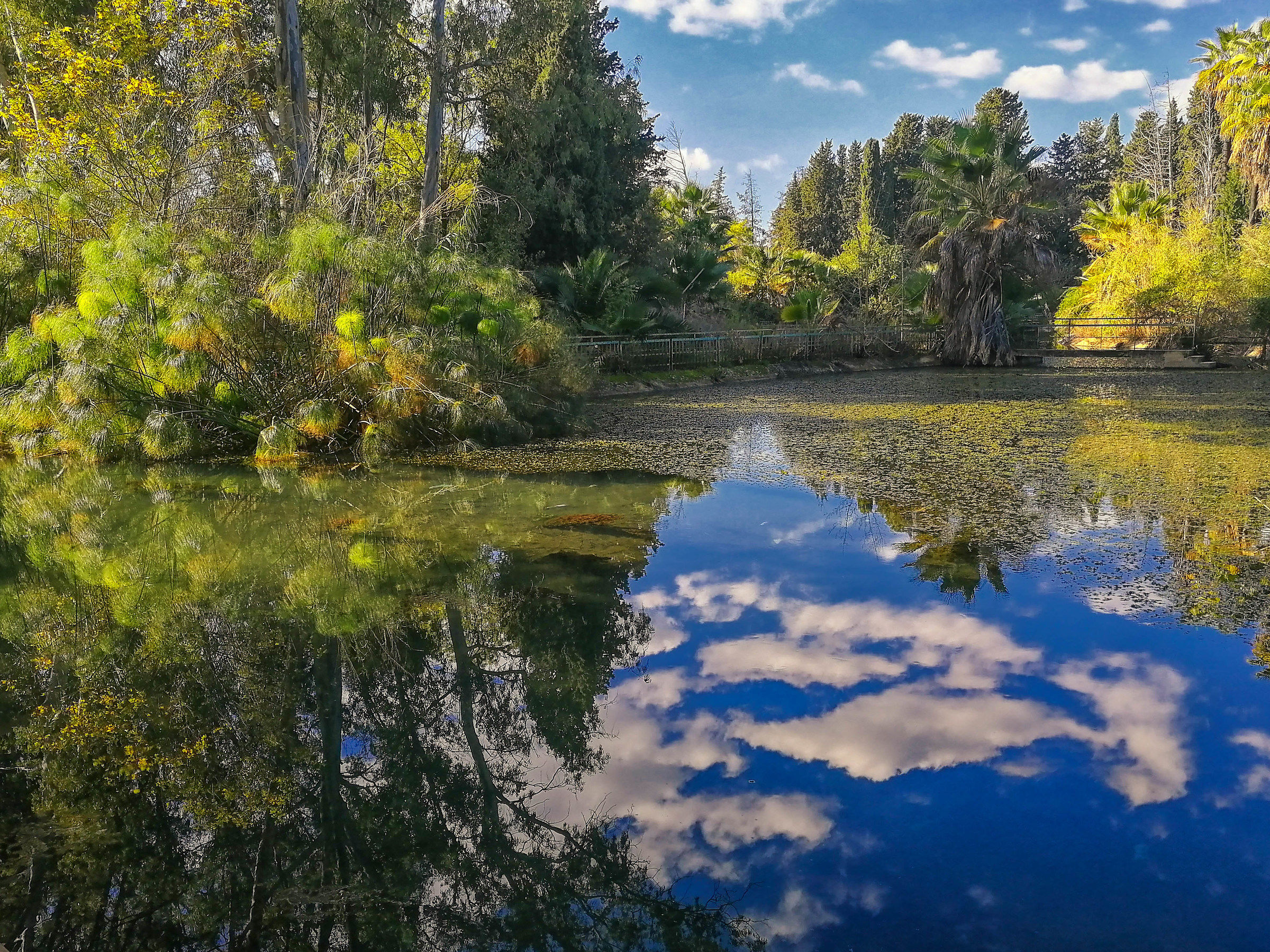 Papiri sul fiume Ciane