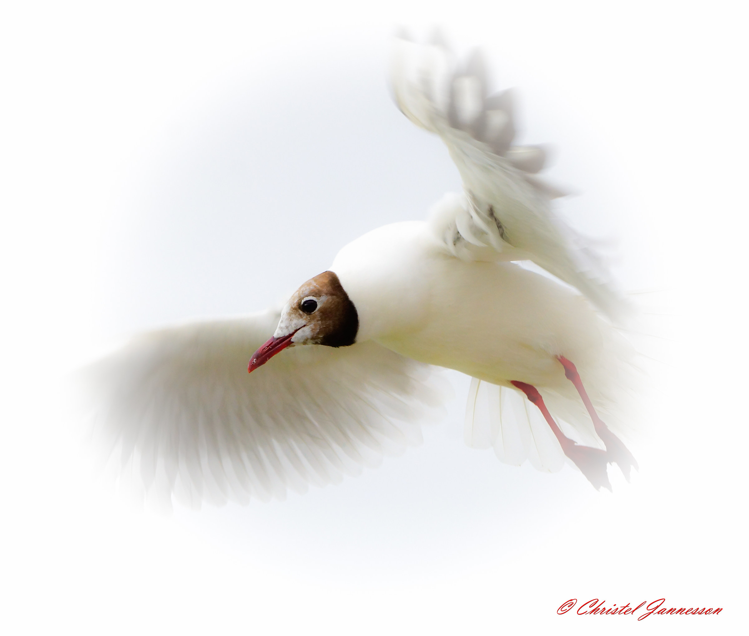 Gabbiano dalla testa nera - come un piccolo angelo