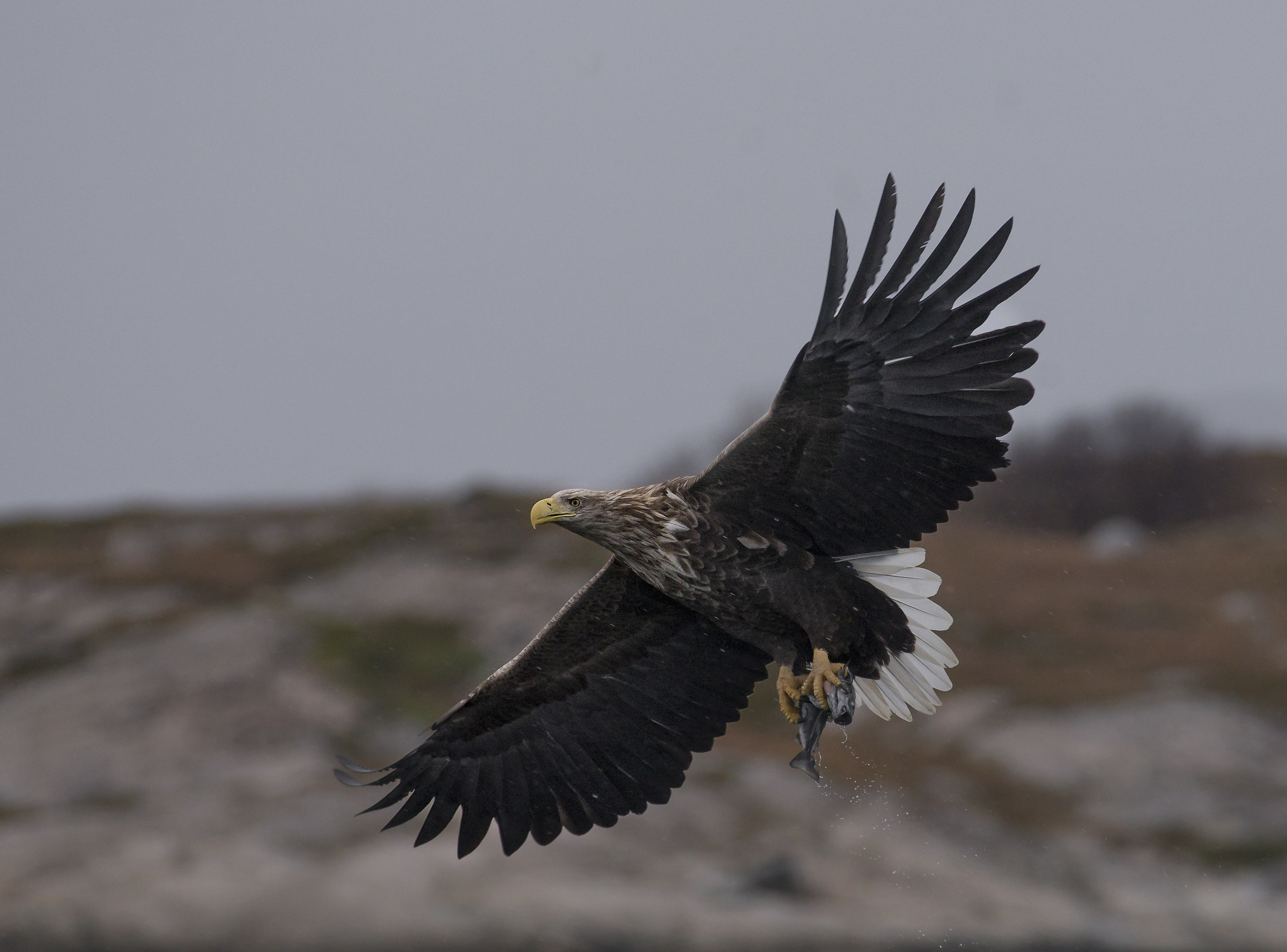 White-tailed eagle - Catch fish in escape