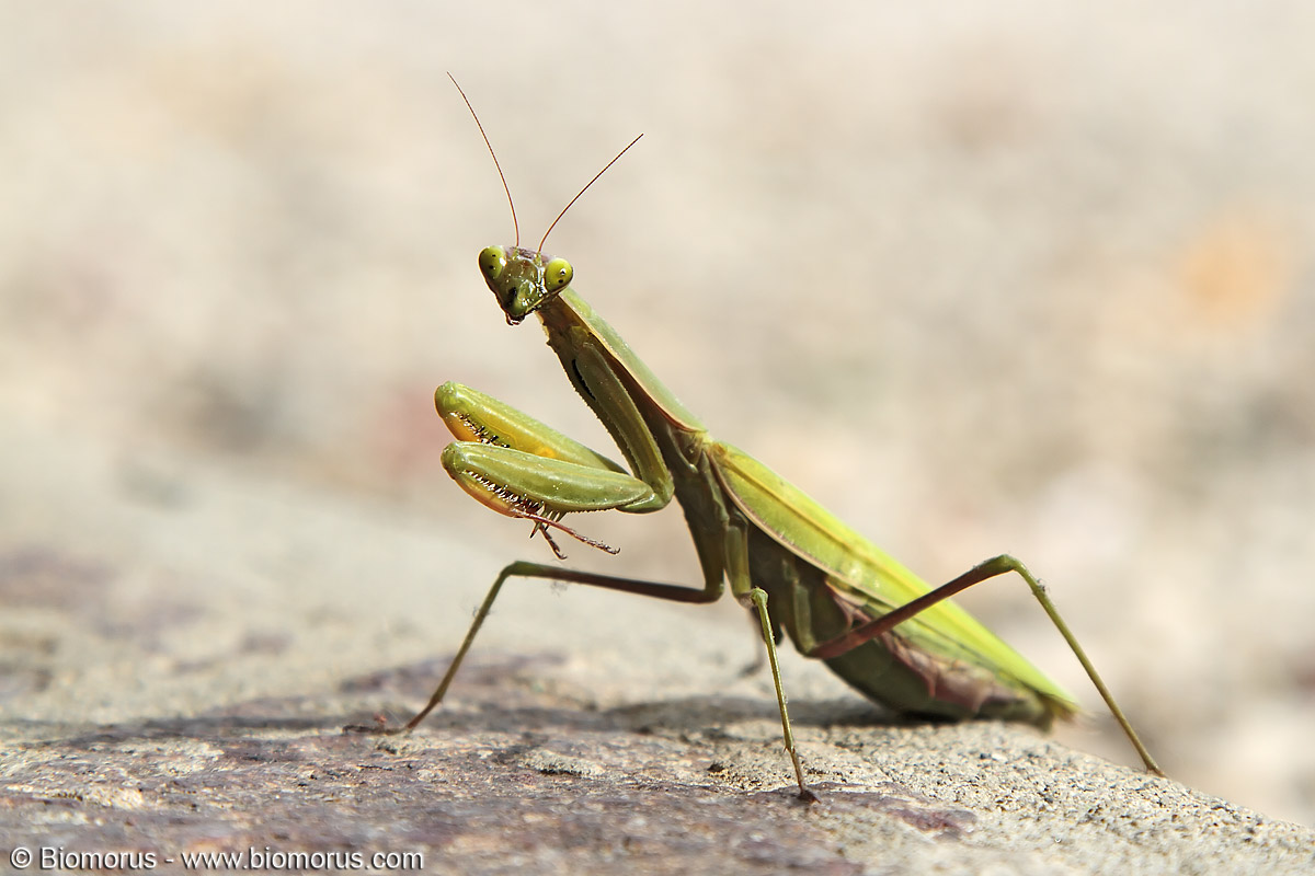 Religious silence ...