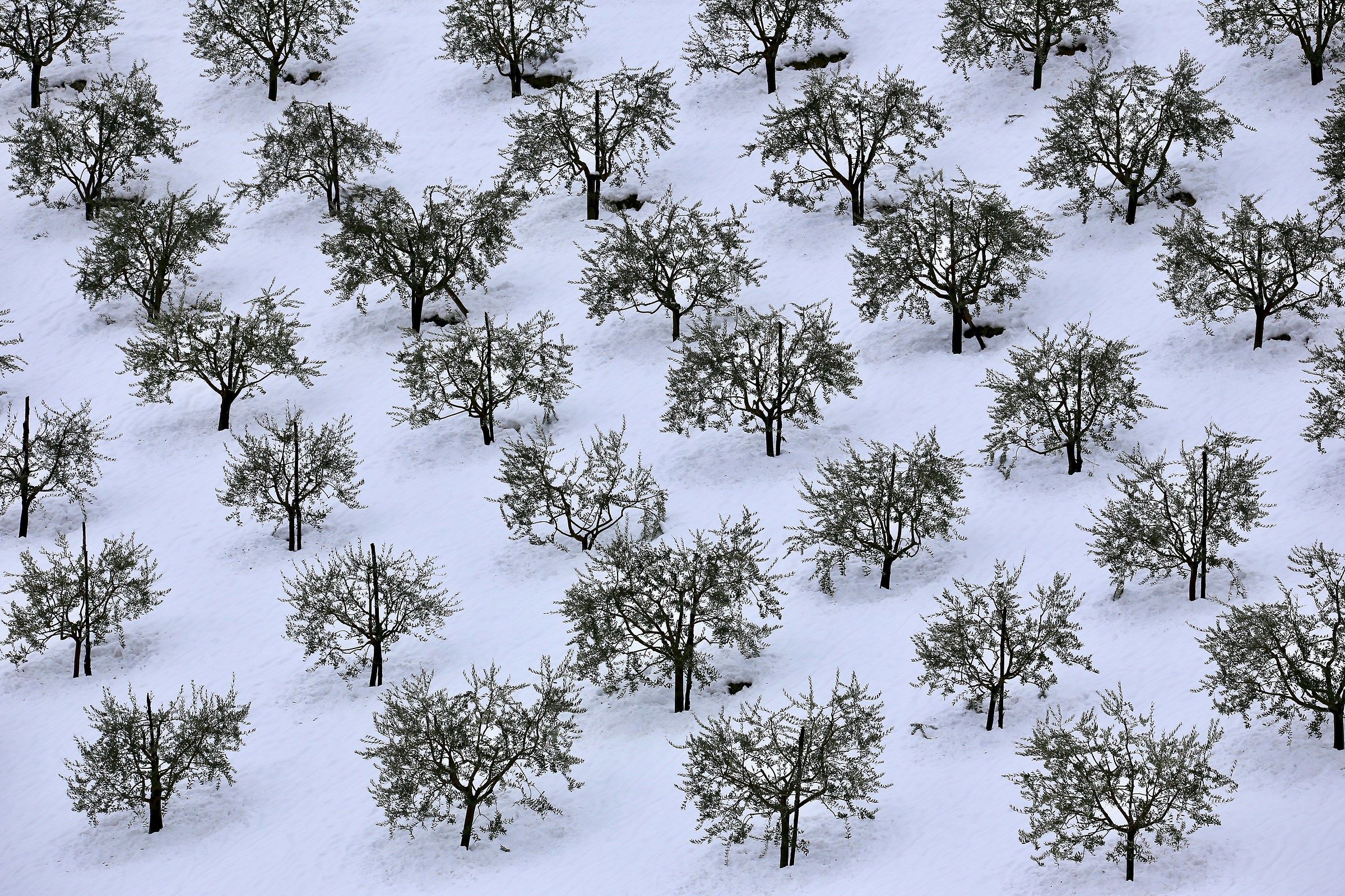 L'oliveto innevato