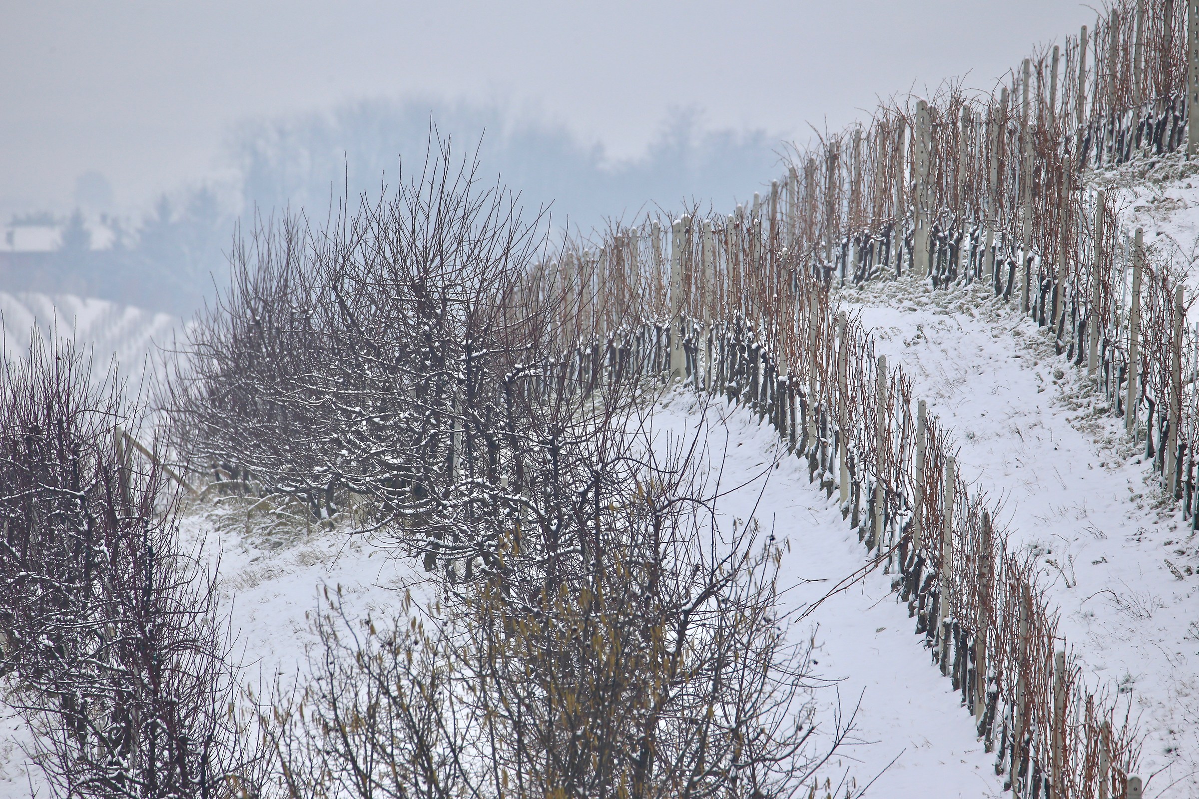 cavalcapoggio innevato