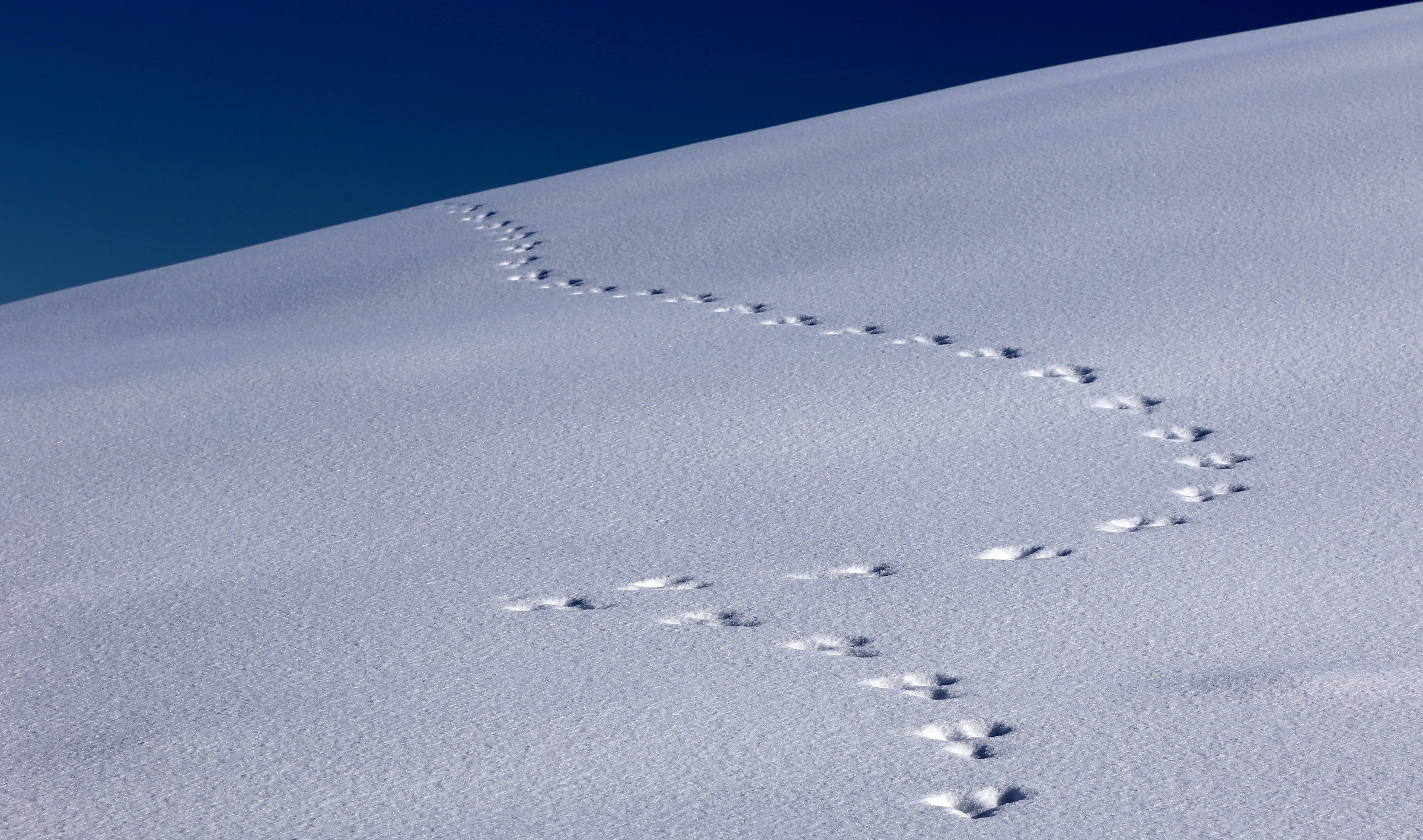Anche i leprotti hanno incertezze di percorso