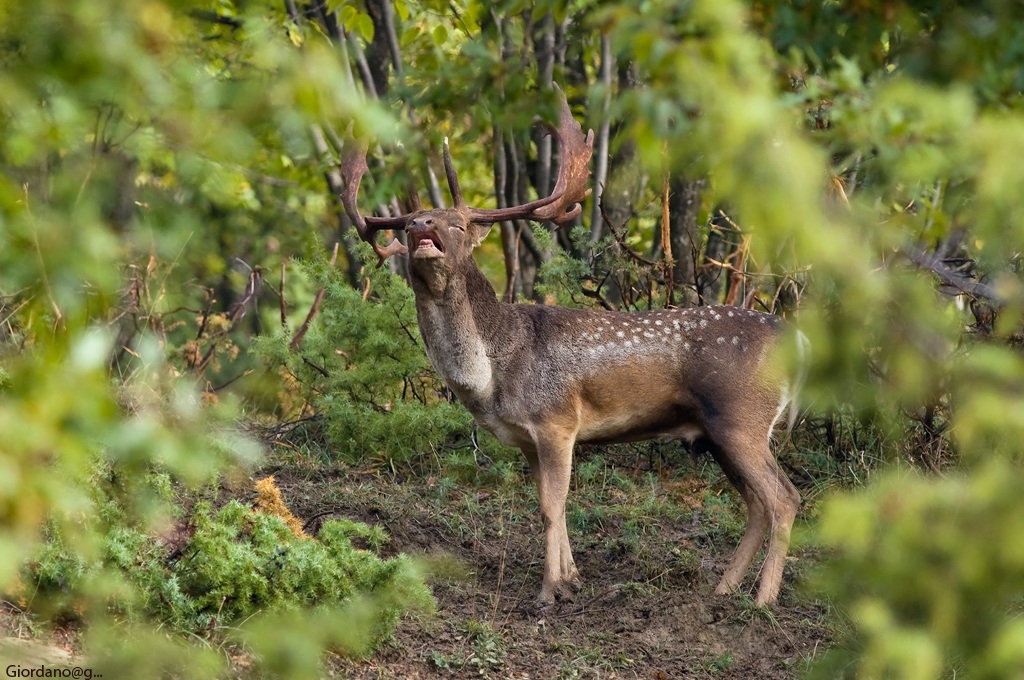 Bramito incorniciato