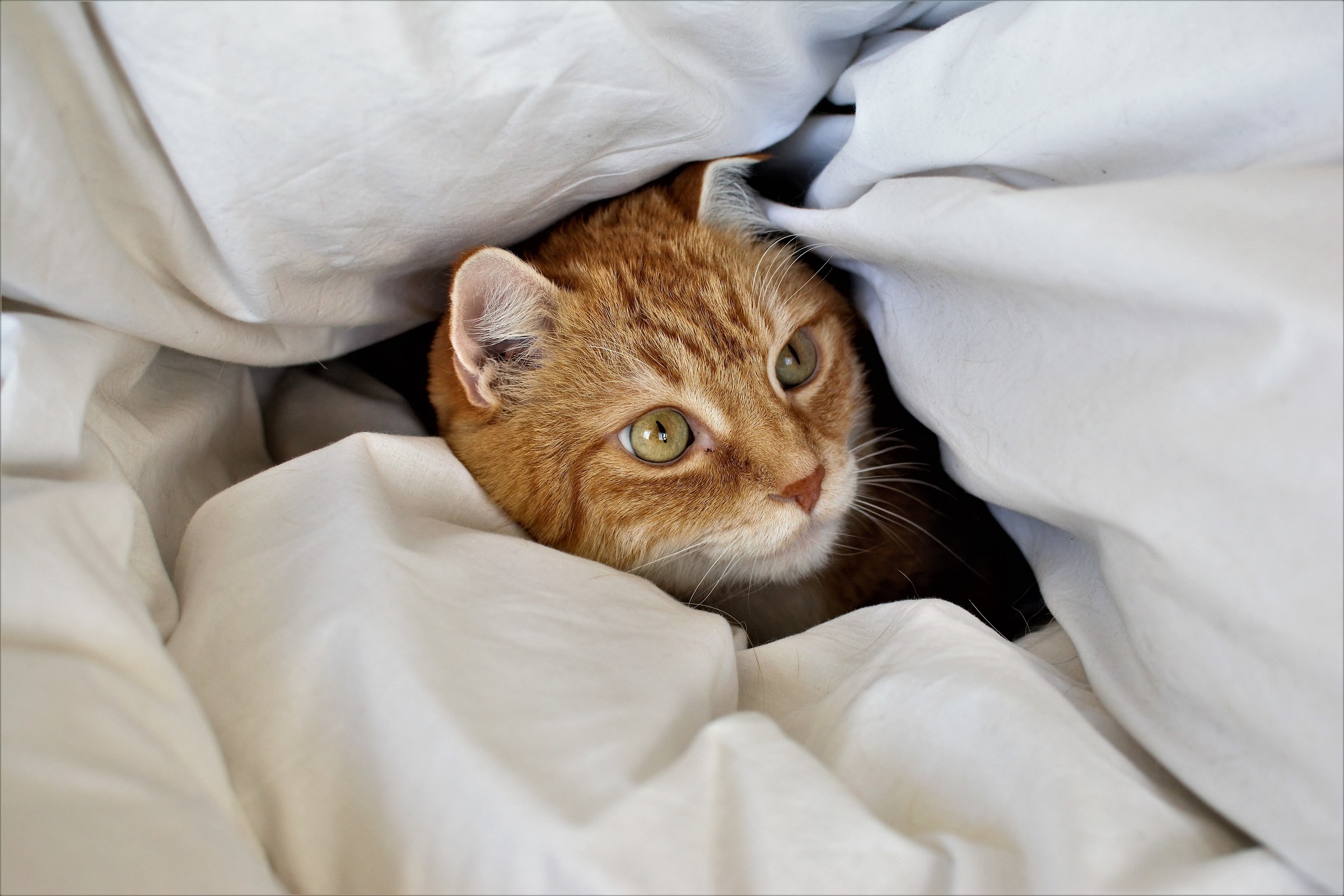 ...ho tanto freddo...