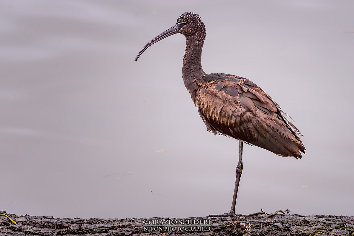 Plegadis falcinellus