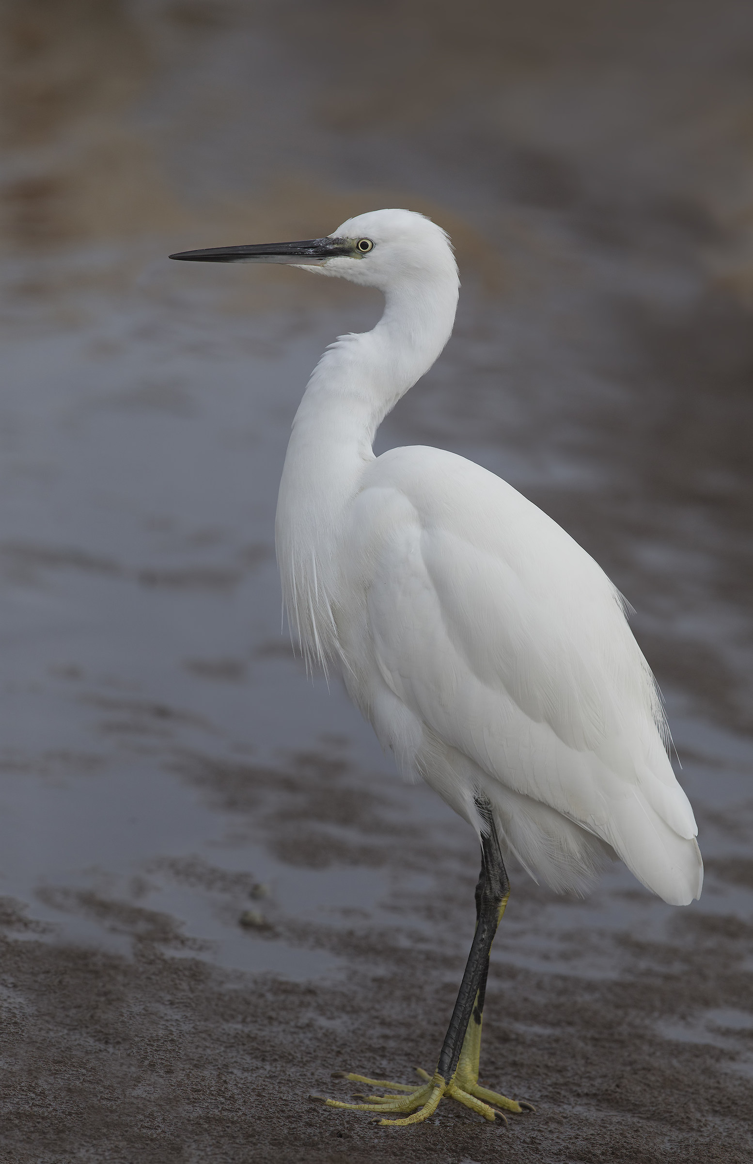 garzetta.... elegans