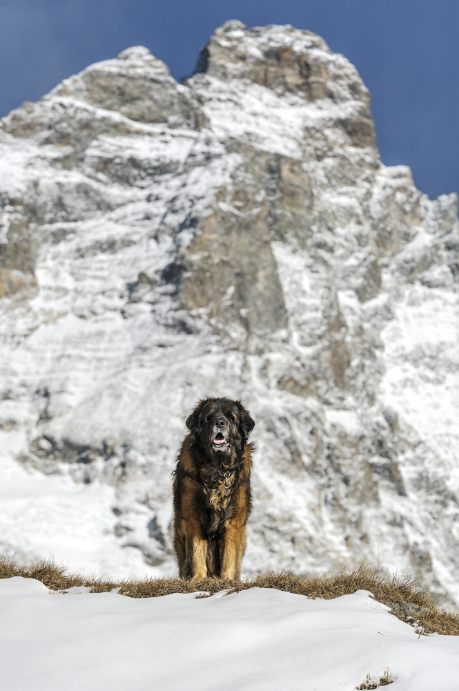 Ulysses on the Matterhorn