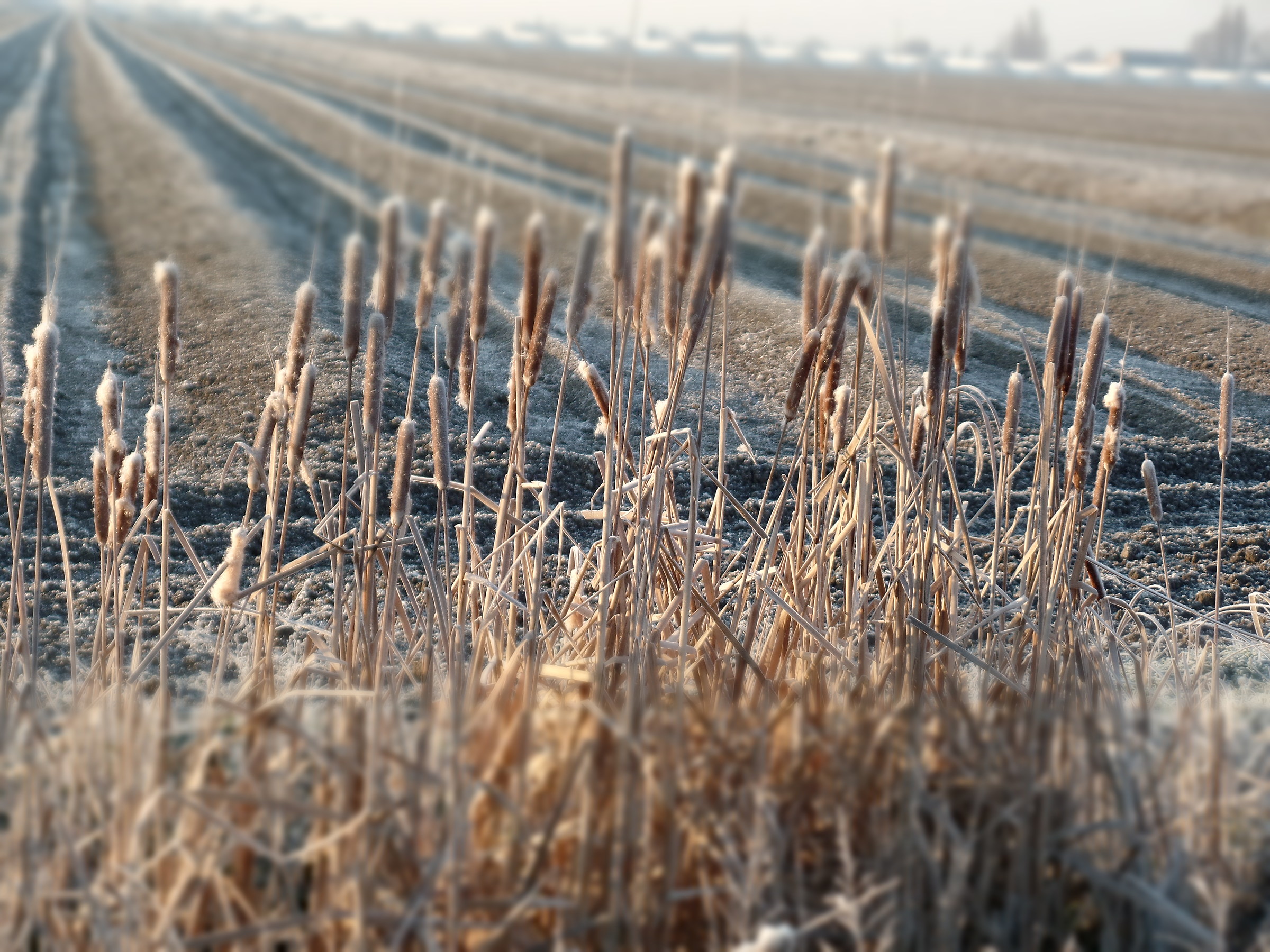 masagàt cun the frost ....