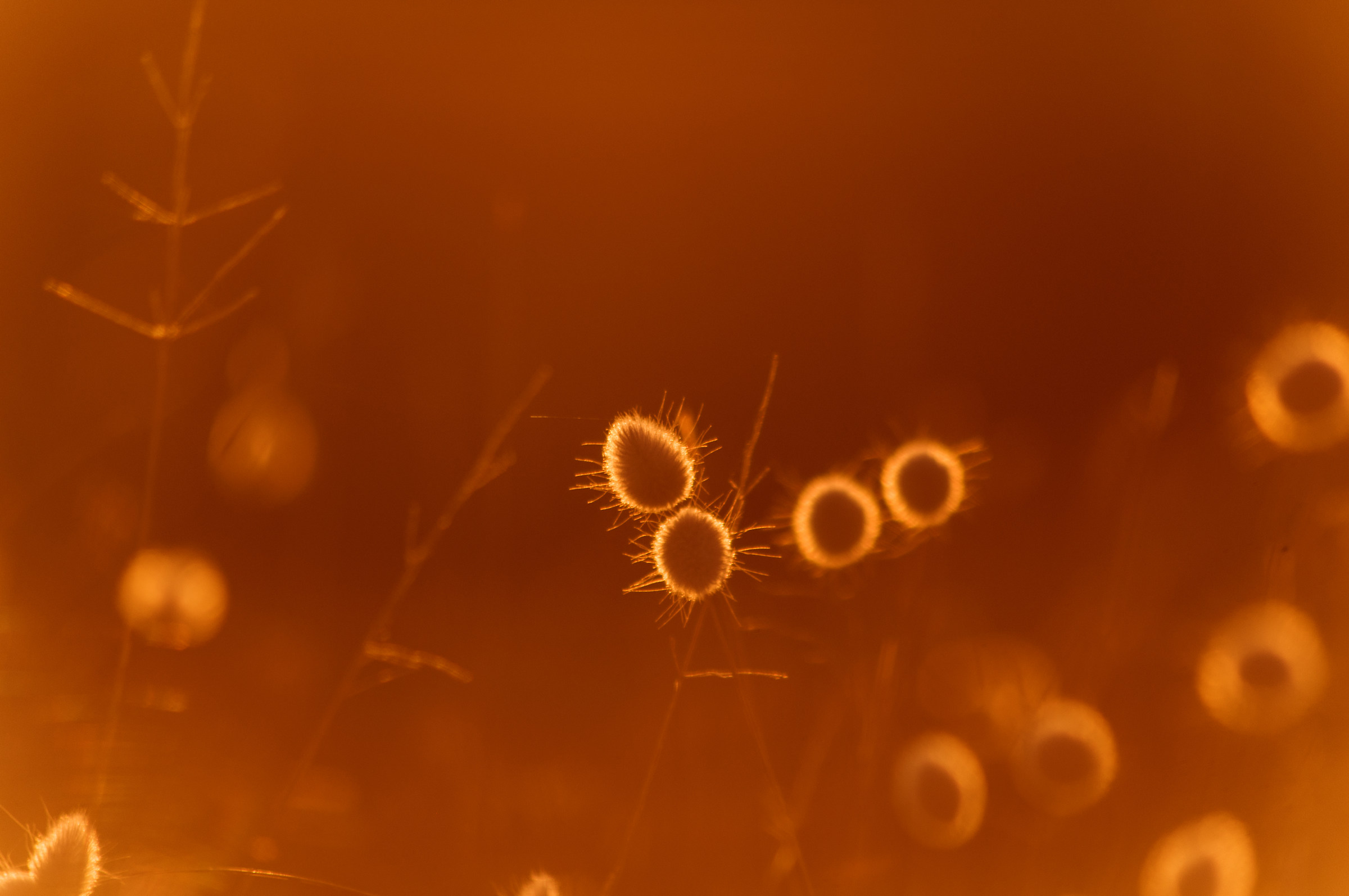 Queues de lièvres au soleil couchant I