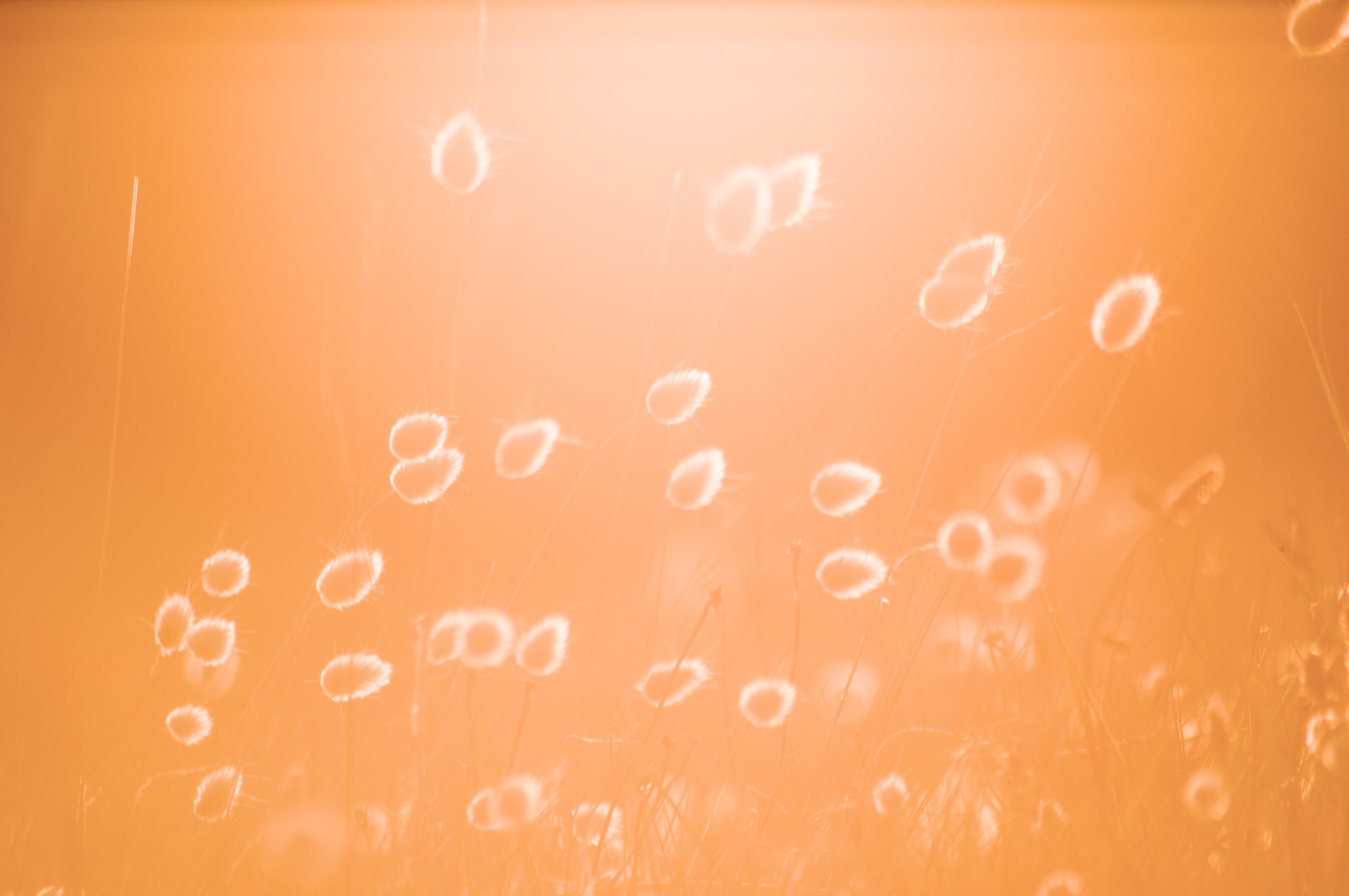 Queues de lièvres au soleil couchant III