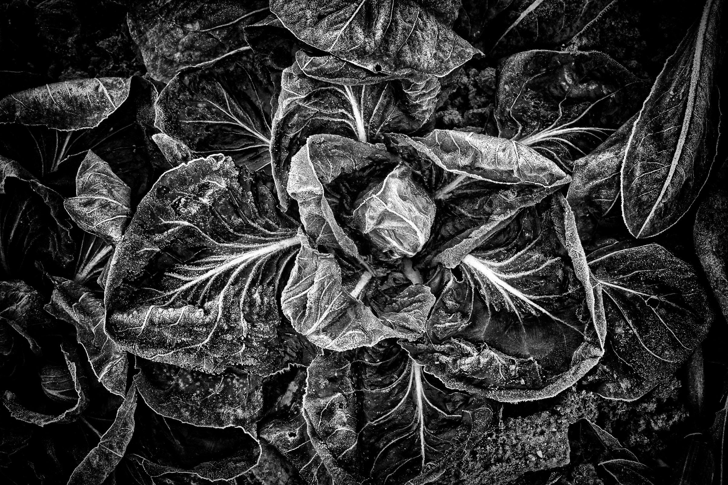 in the vegetable garden in December