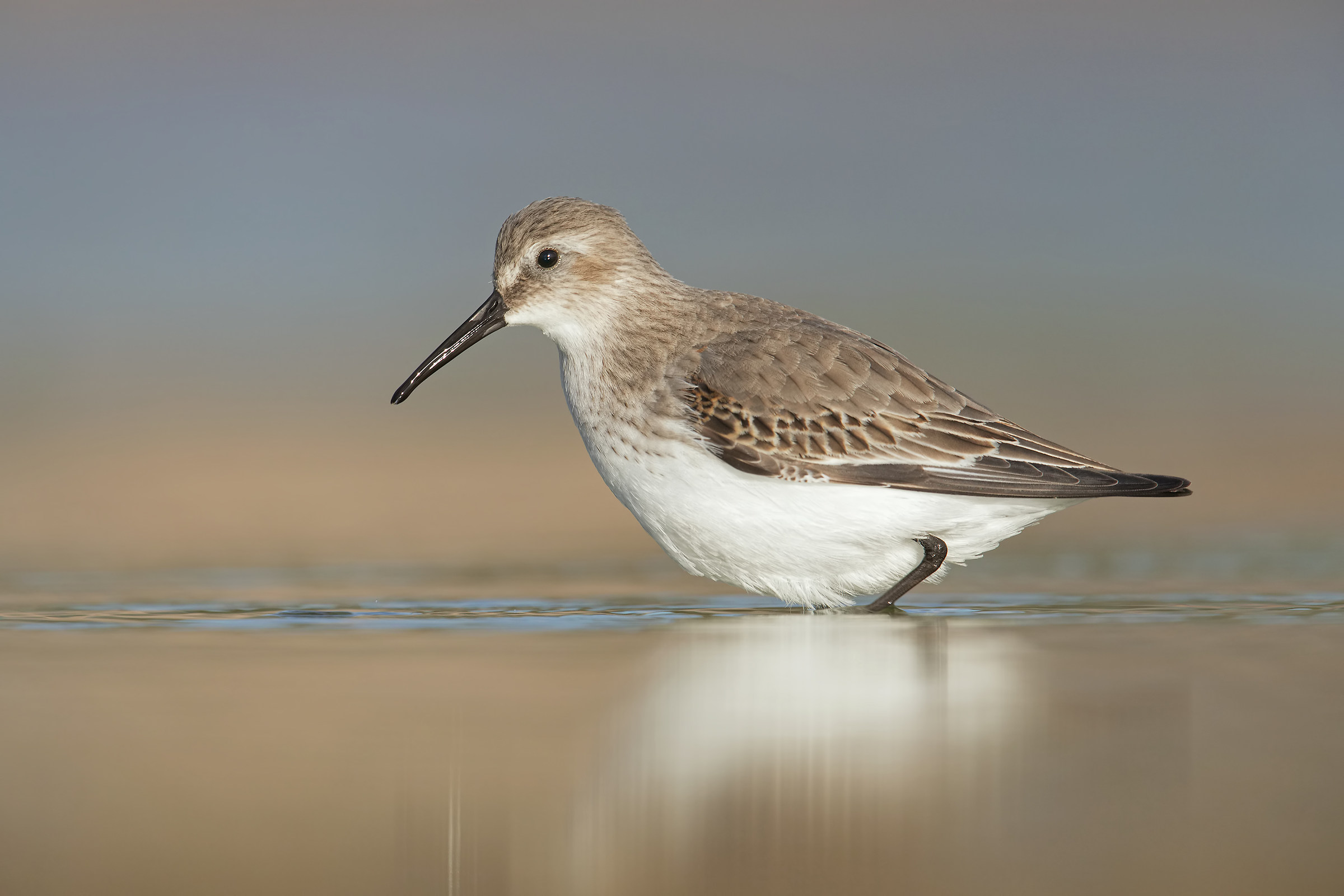 Pancianera sandpiper.