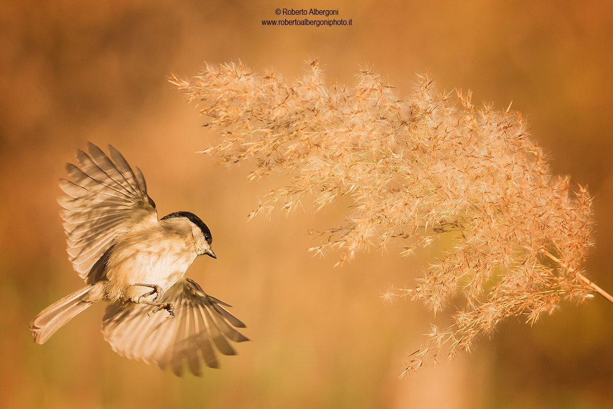 In the shade of the reed