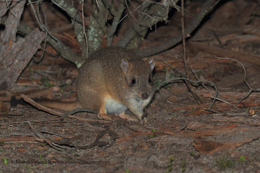 Bettongia lesueur