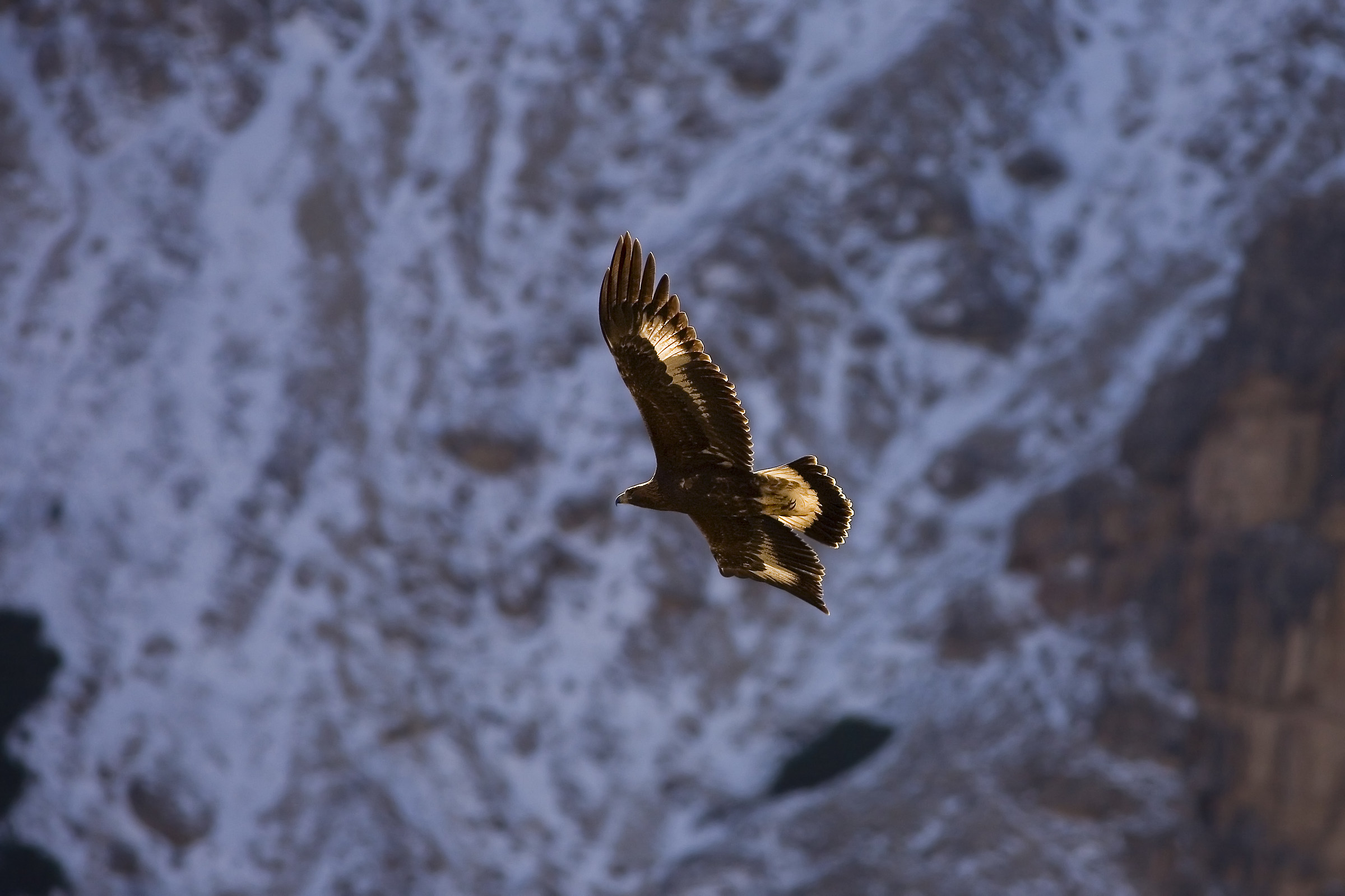 Real Eagle Alpe Puez