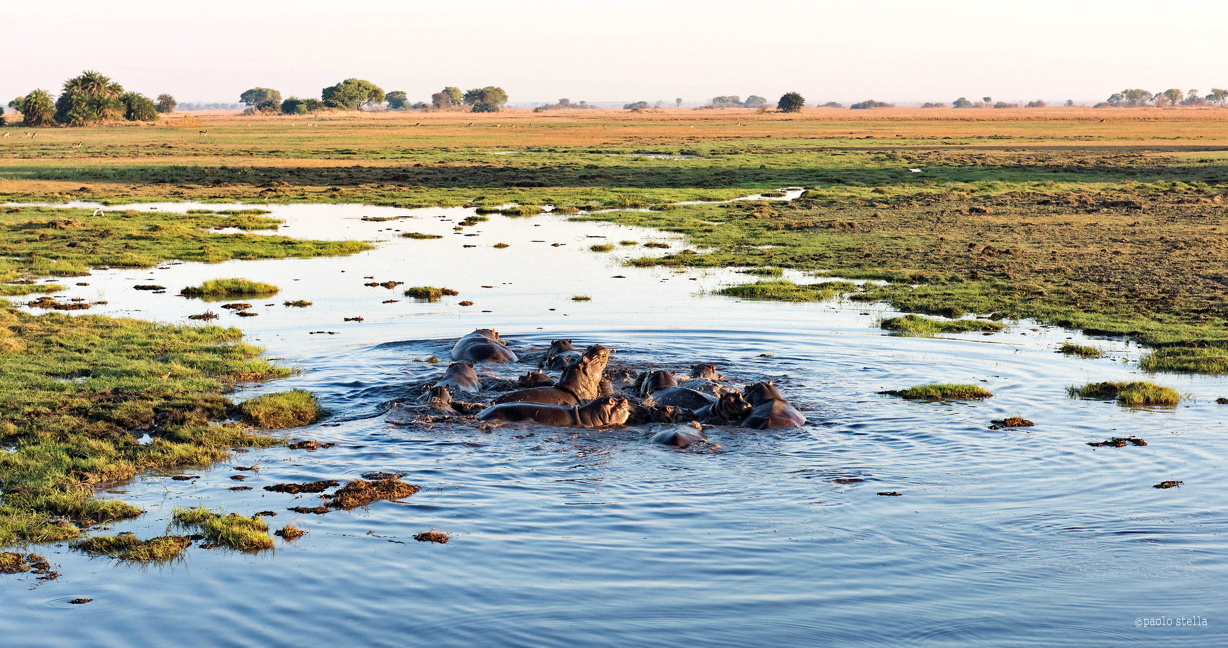 in volo sugli ippopotami