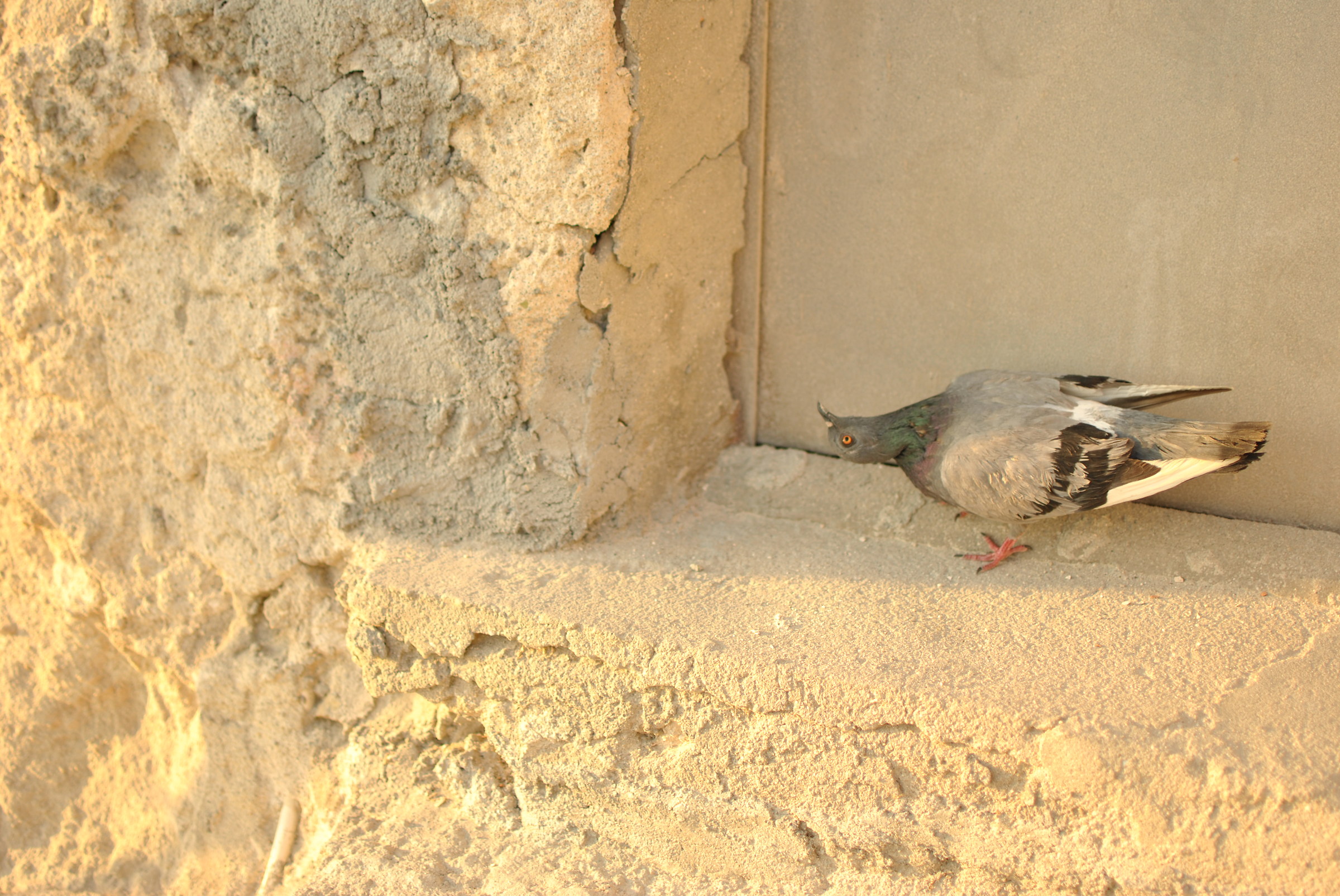 Pigeon Head down Tropea