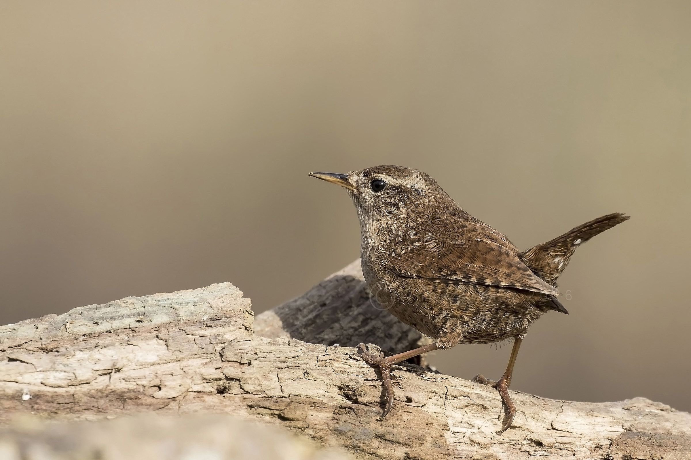 Scricciolo (Troglodytes troglodytes)